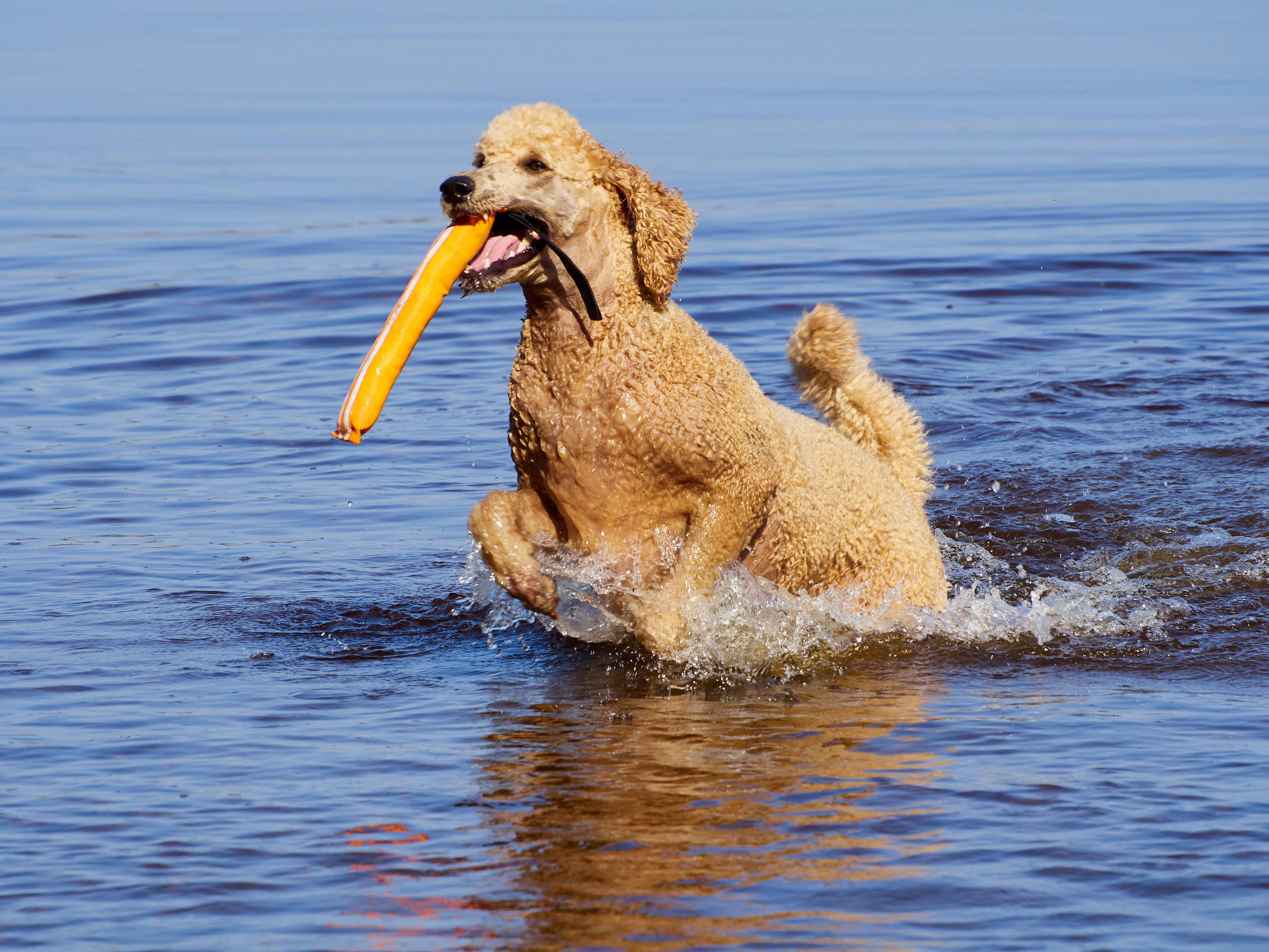 white standard poodle swimming with a flotation toy in his mouth