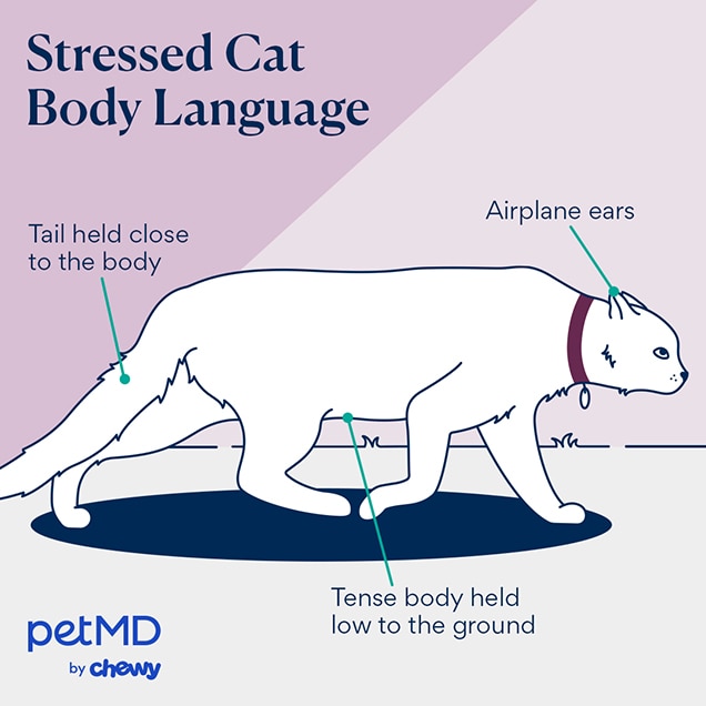 illustration depicting a stressed cat's body language