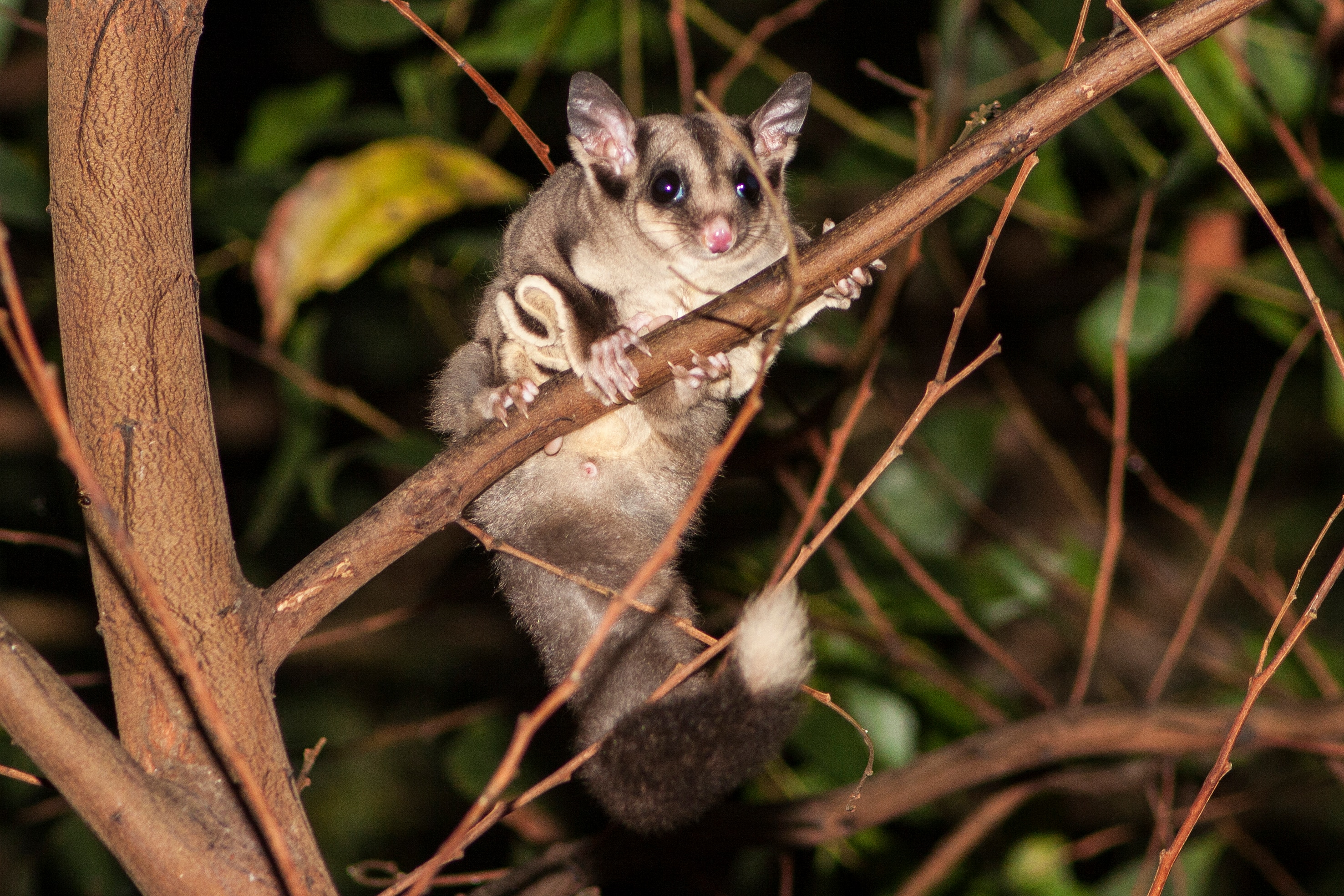 Sugar glider in tree at night