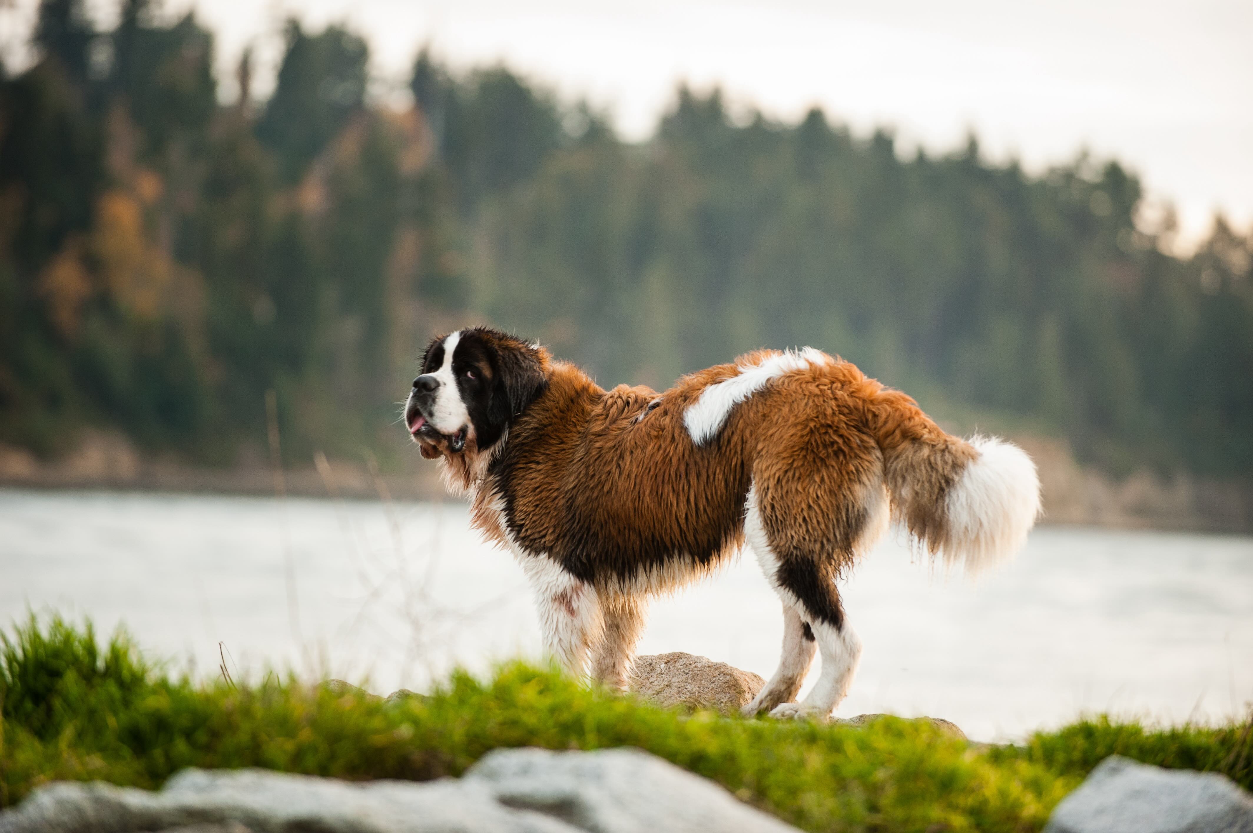 wet saint bernard standing in front of a lake and looking back at the camera