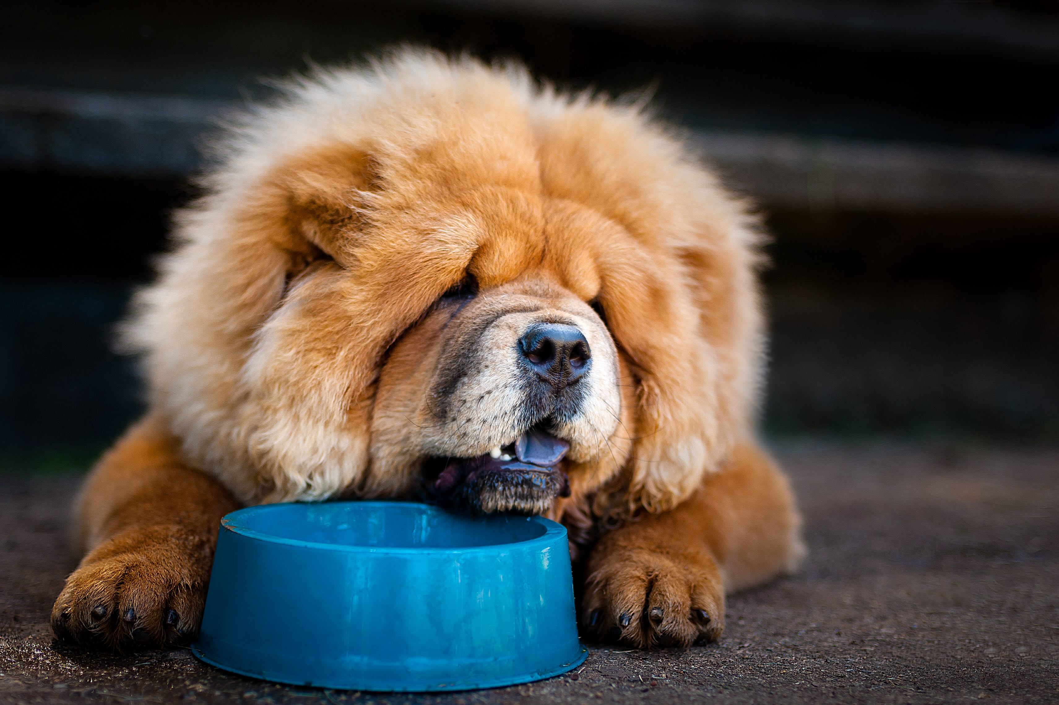 red chow chow lying down with a blue water bowl