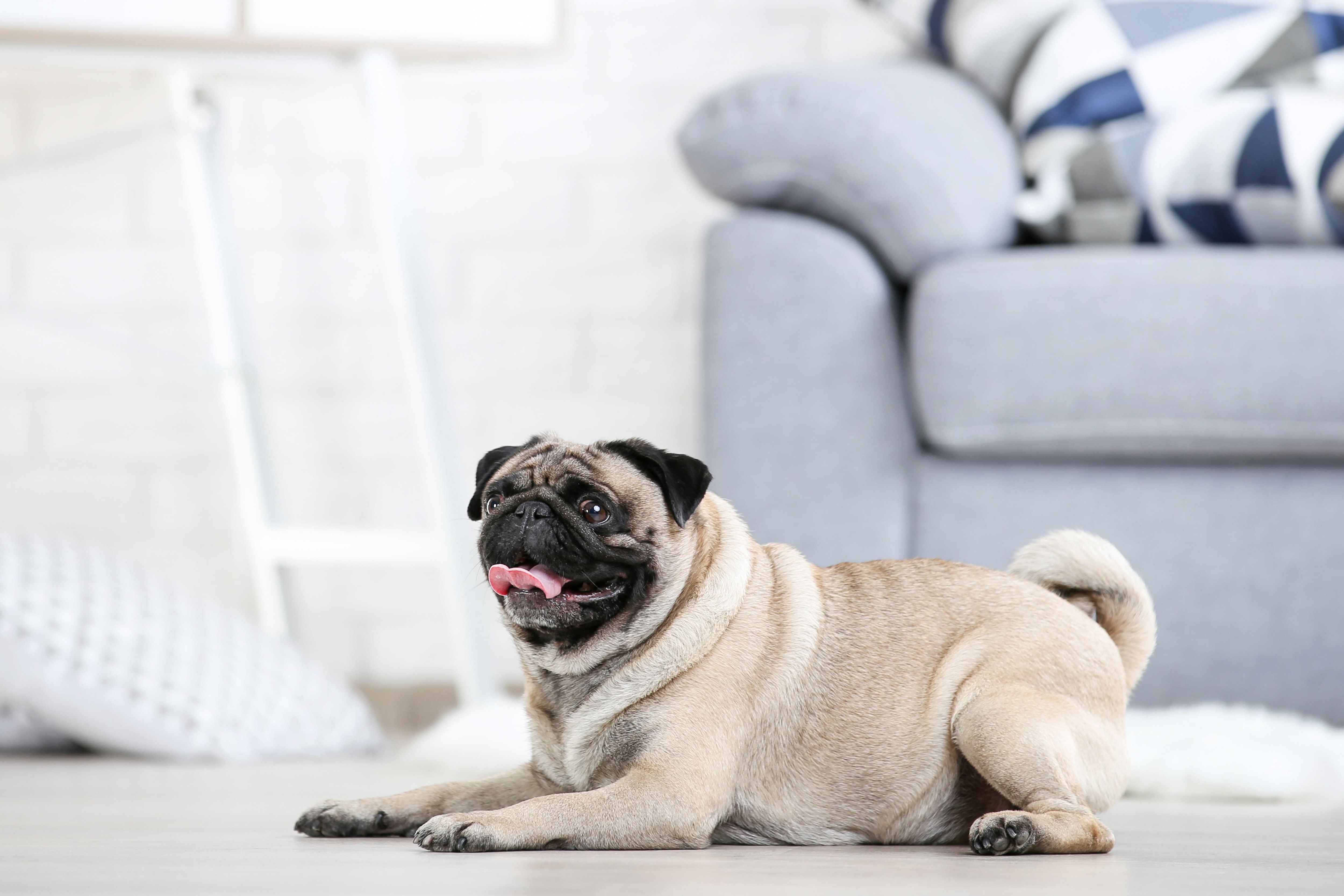 pug lying on the floor and panting in a living room