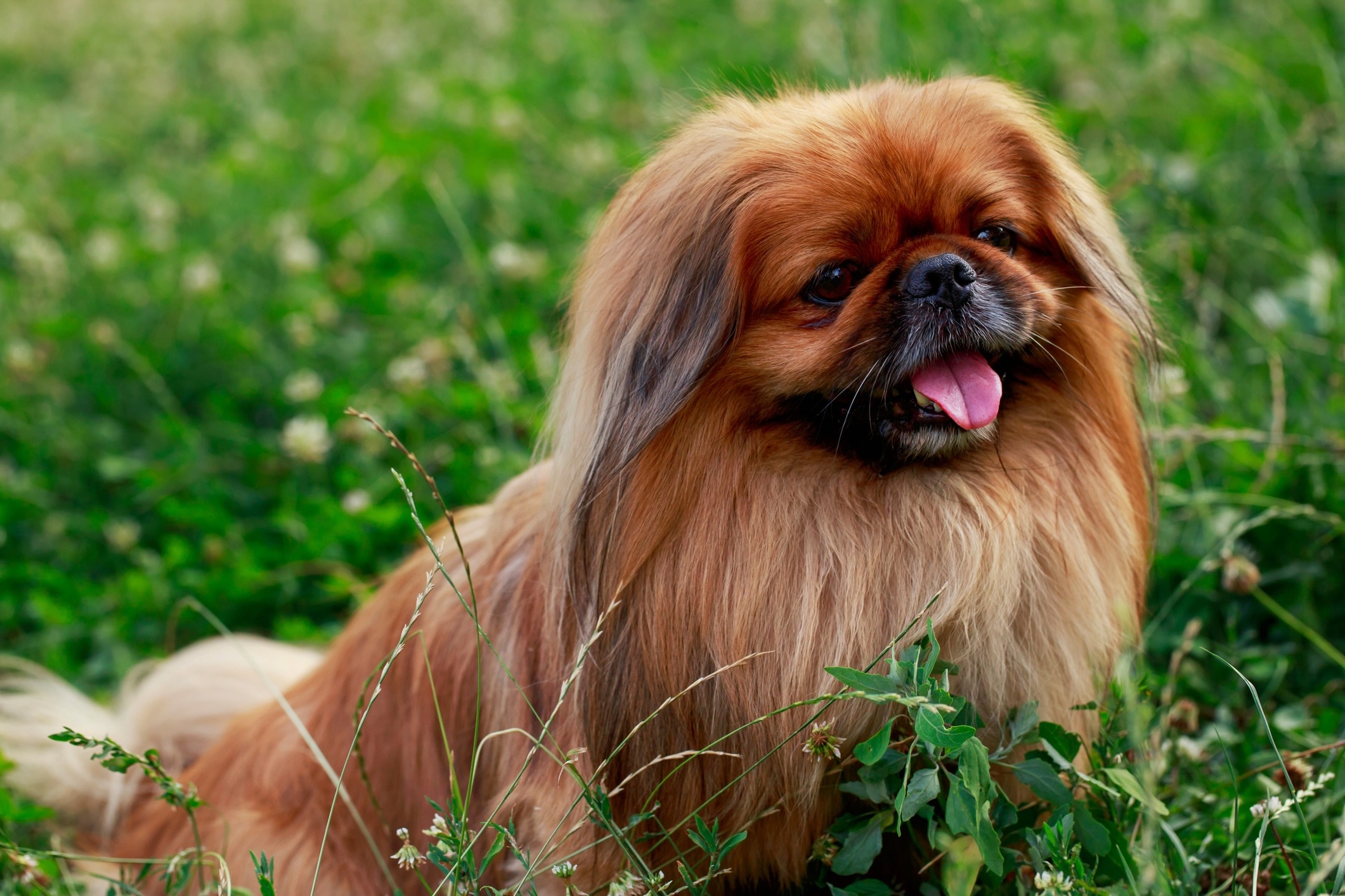 red Pekingese dog panting in green grass