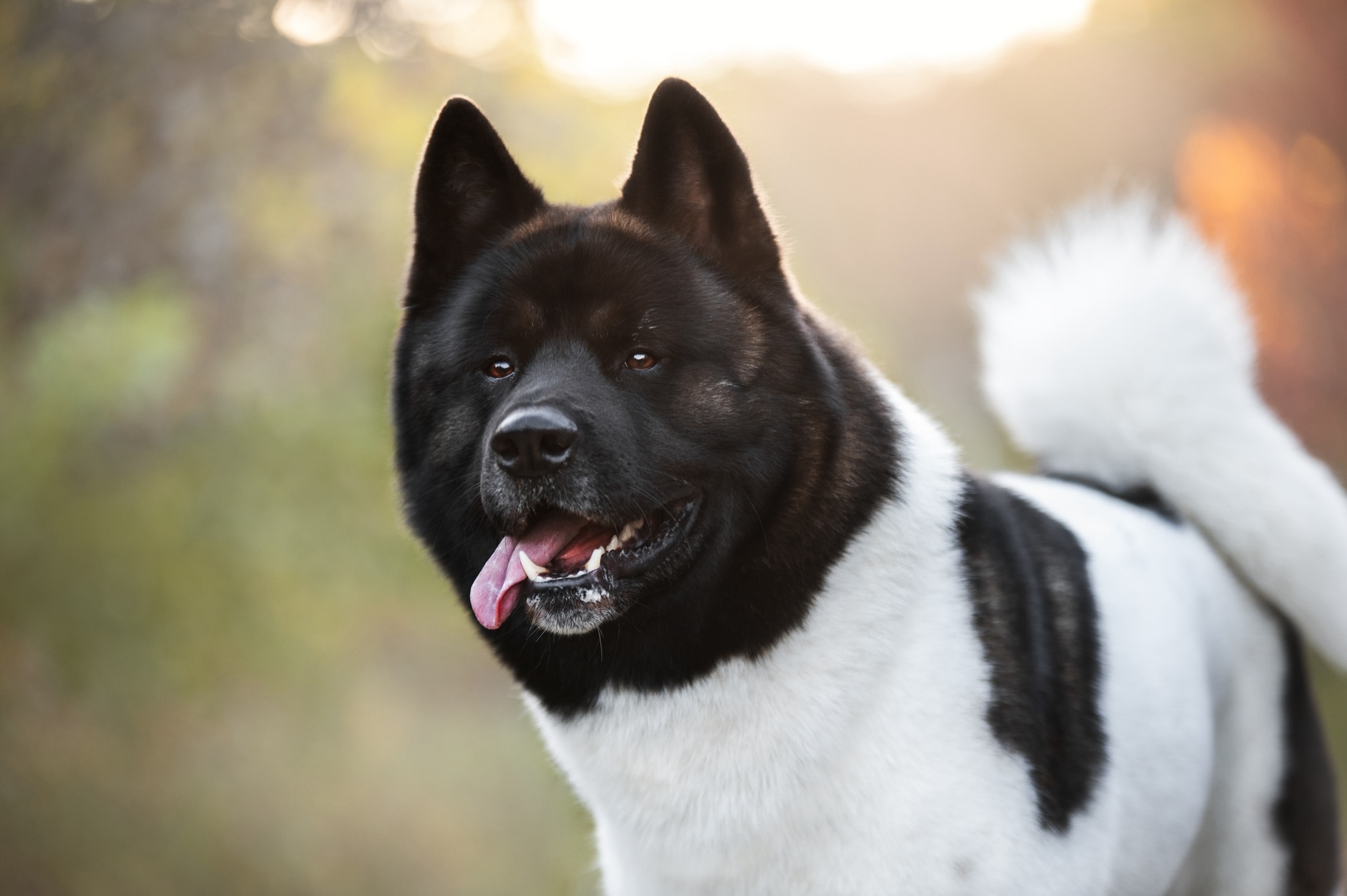 black and white akita dog with his tongue hanging out in shallow focus