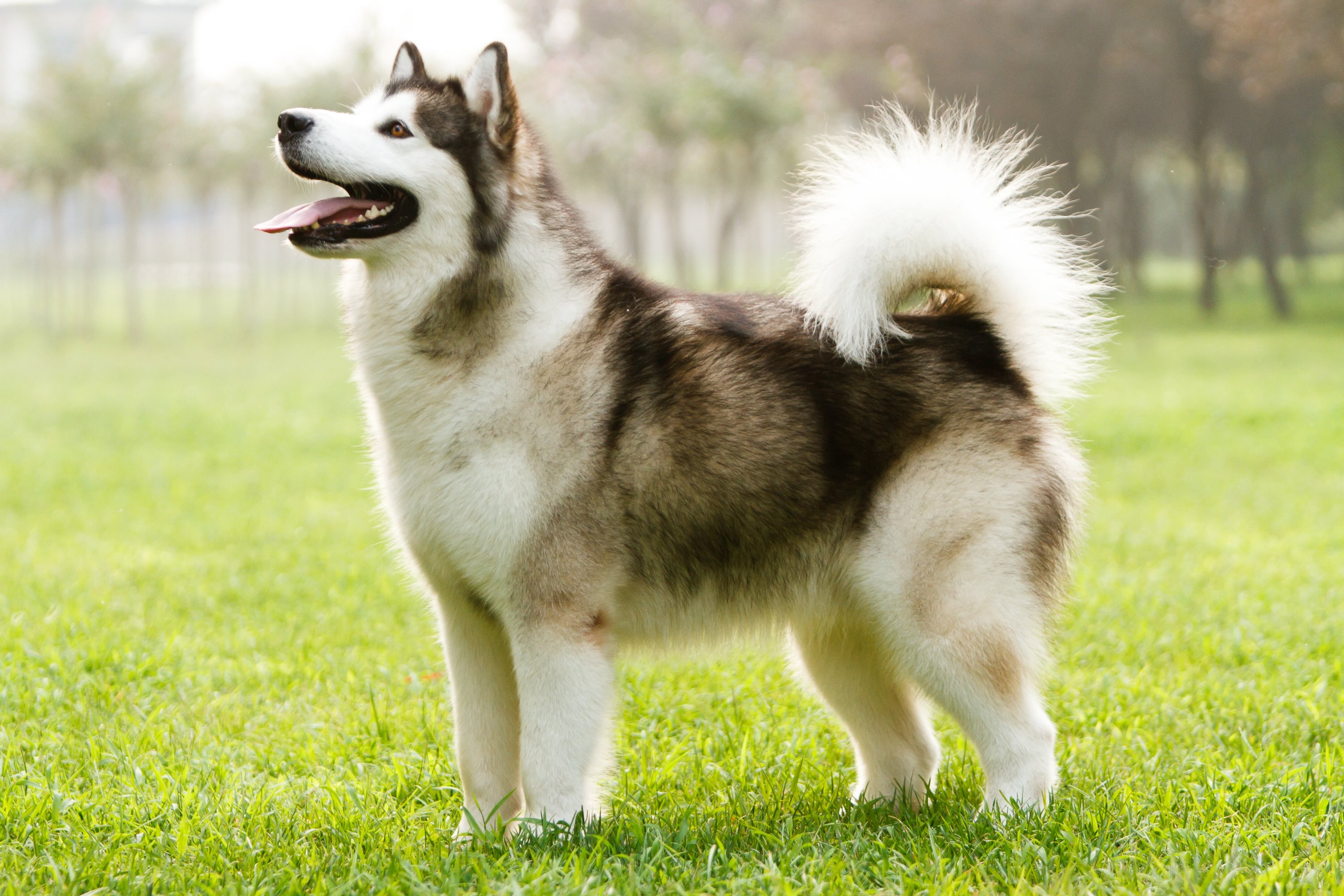 gray and white fluffy alaskan malamute standing in grass and looking up at the sky