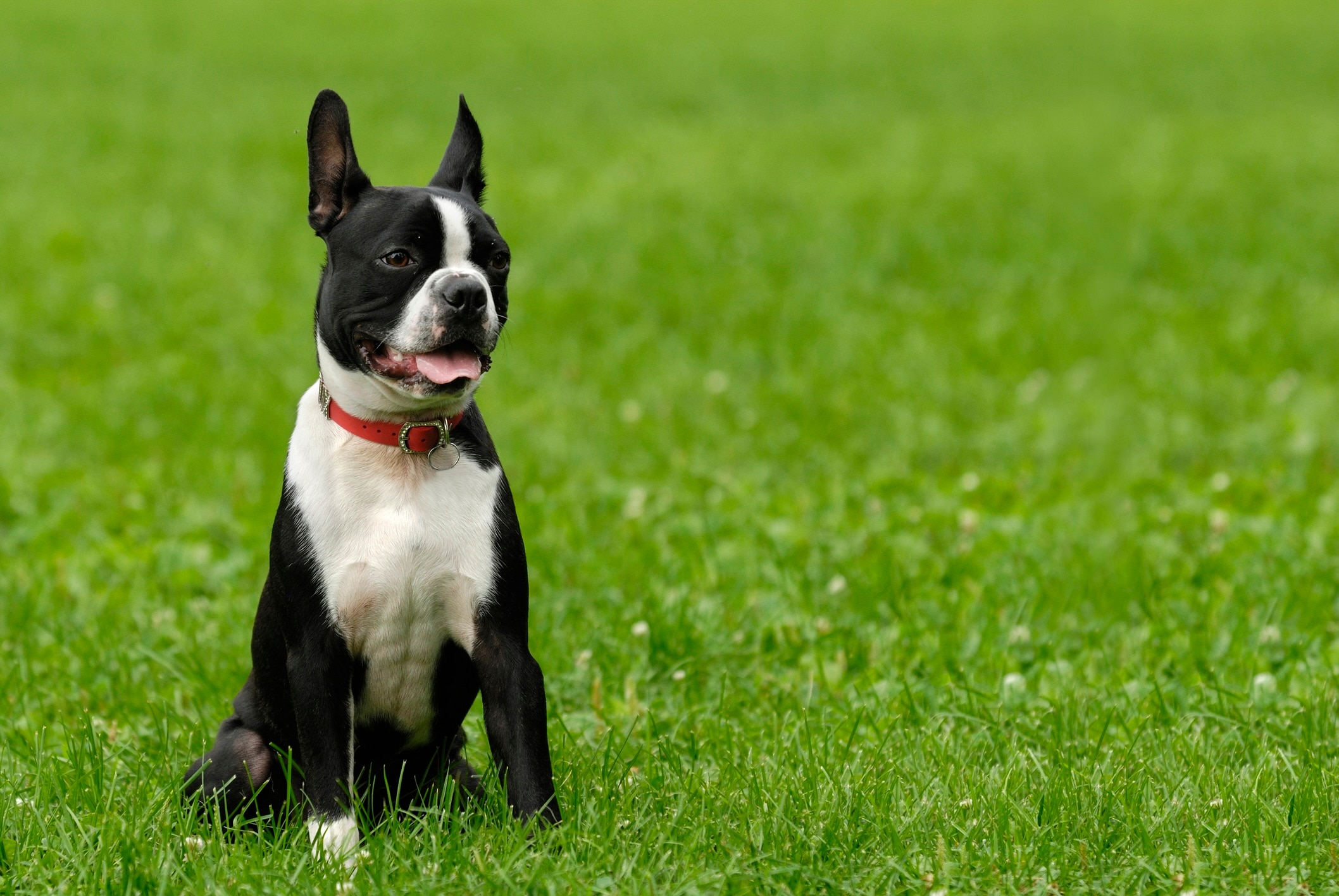 black and white boston terrier wearing a red collar sitting in grass and panting