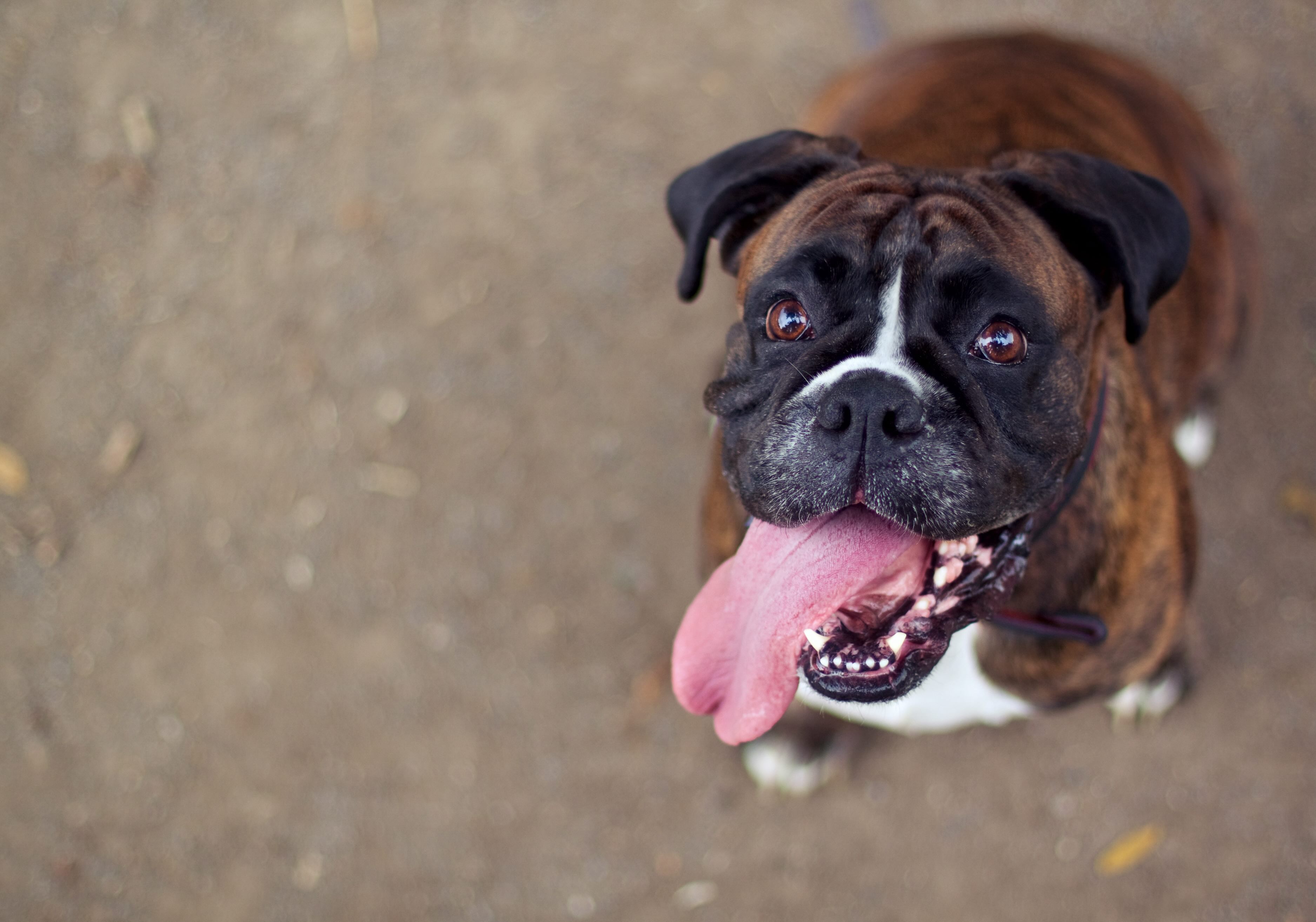 brown brindle boxer sitting and looking up at the camera with his tongue sticking out of his mouth