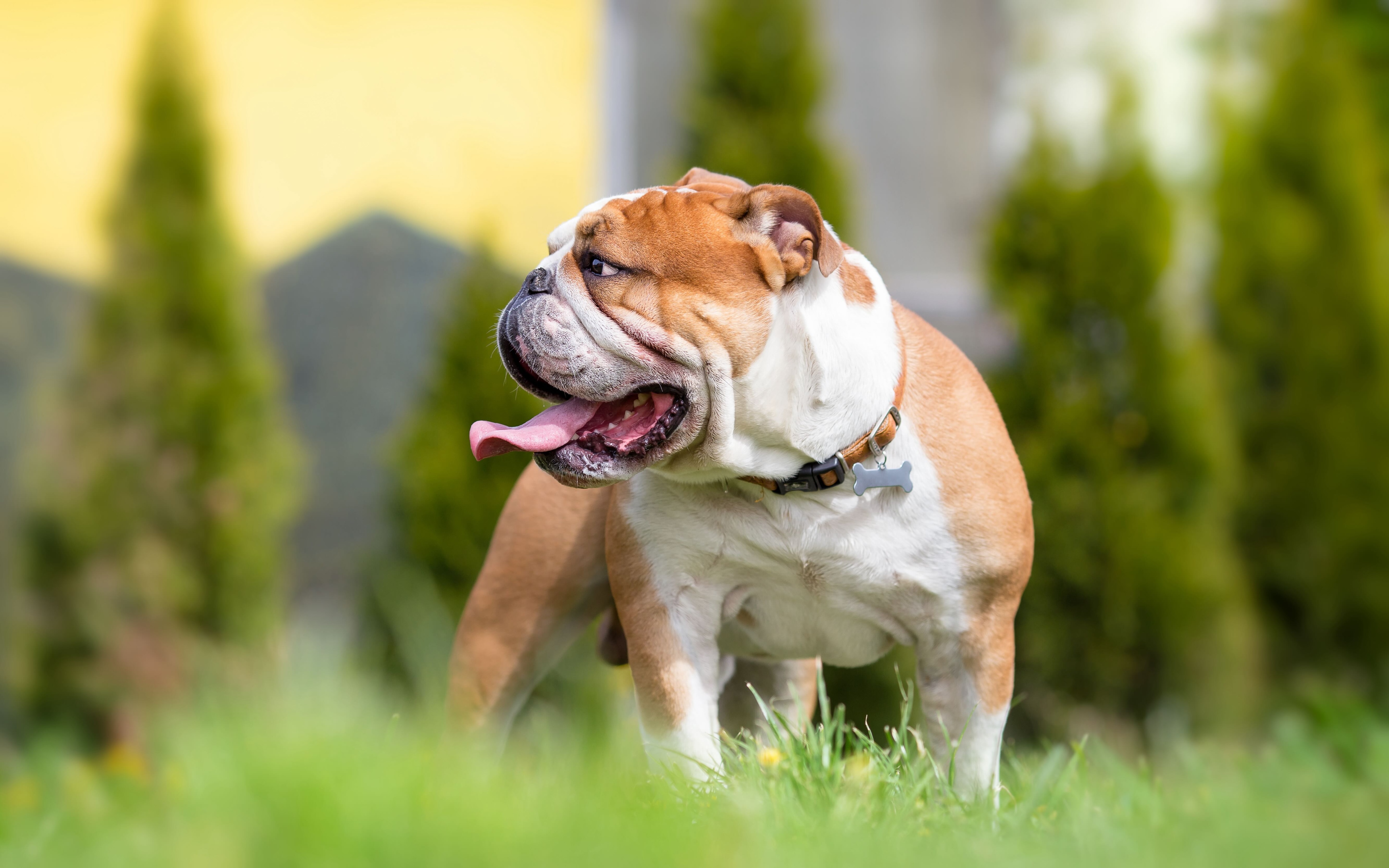 tan and white english bulldog standing in grass and panting