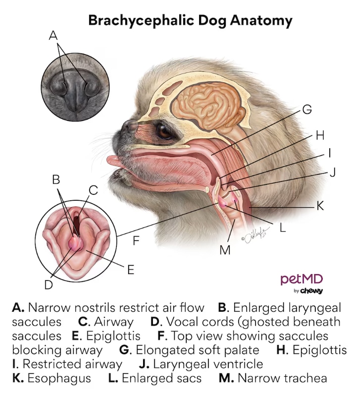 medical diagram of a flat-faced dog
