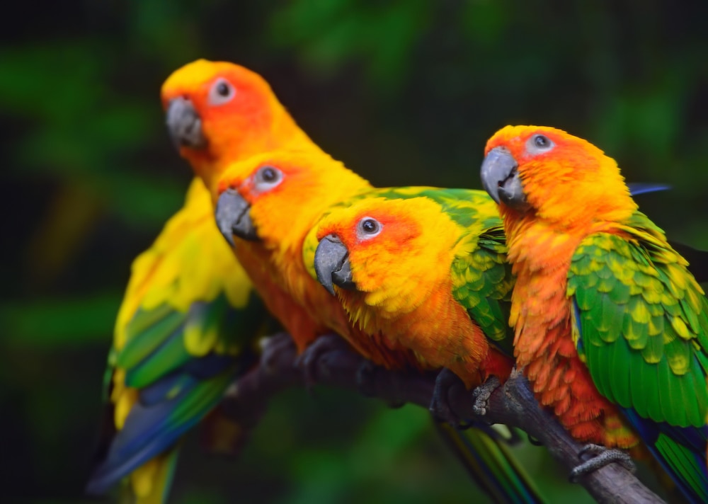 Four sun conures