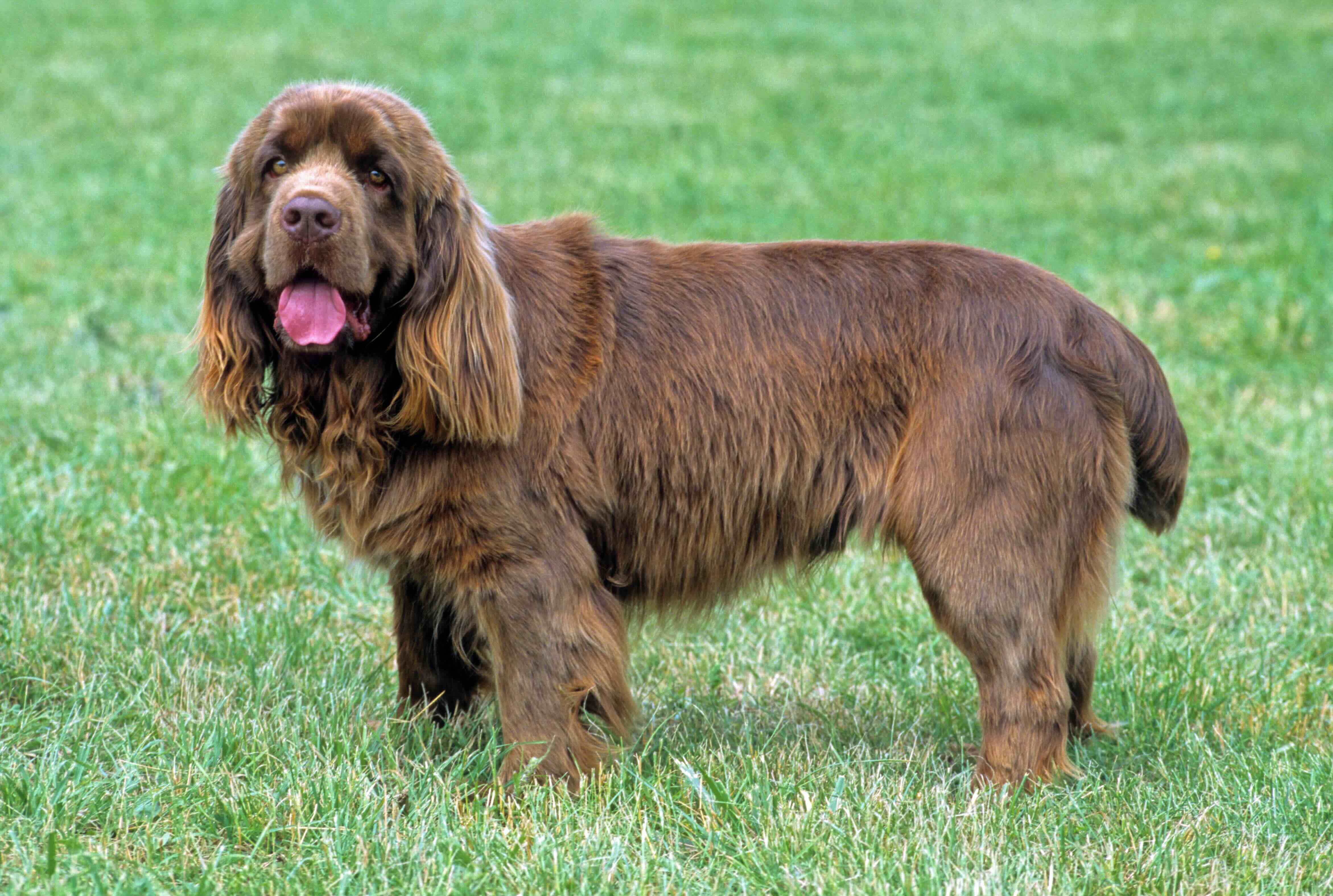 a sussex spaniel standing in grass