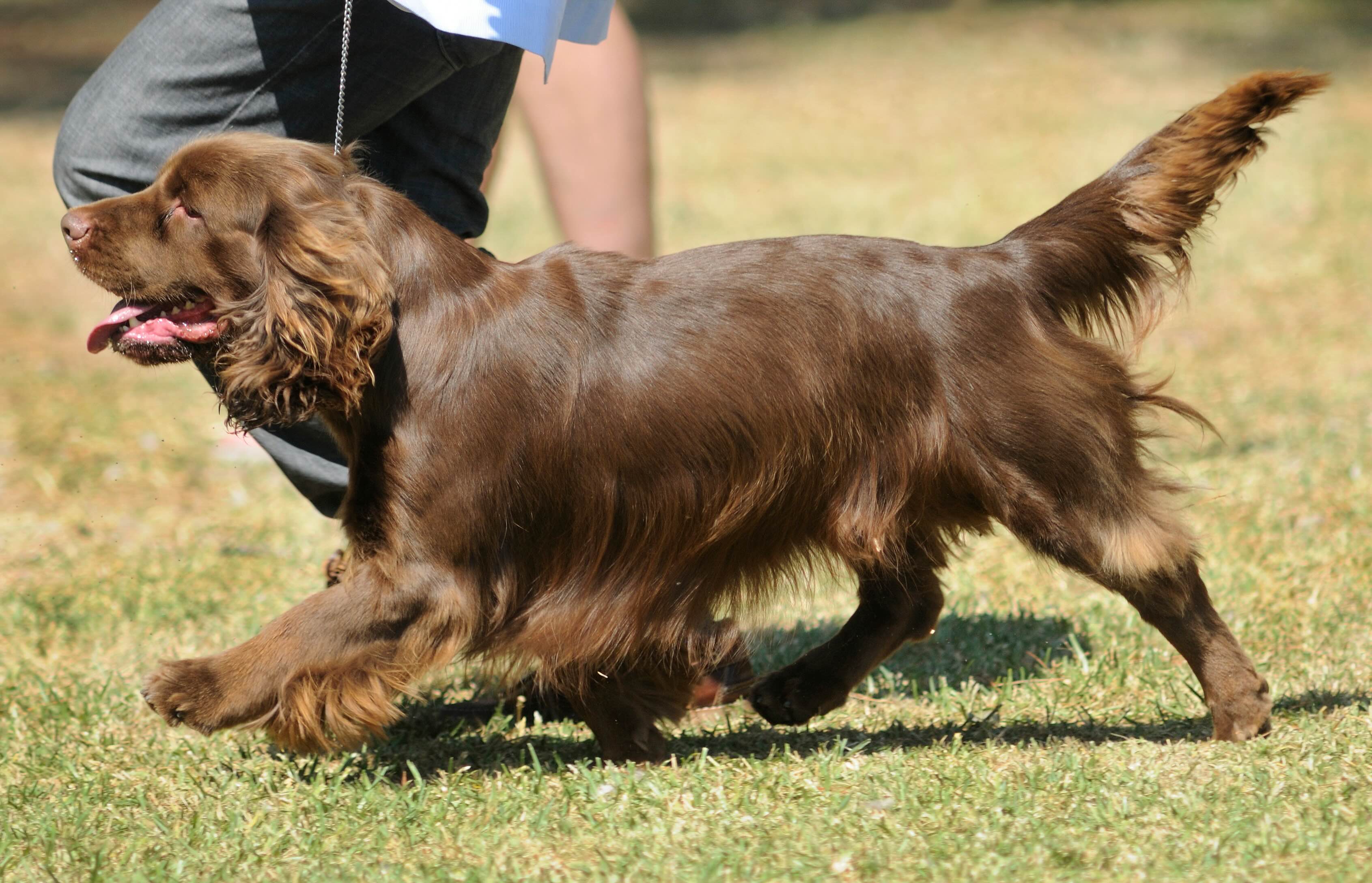 a sussex spaniel dog walking on a lead during an outdoor dog show