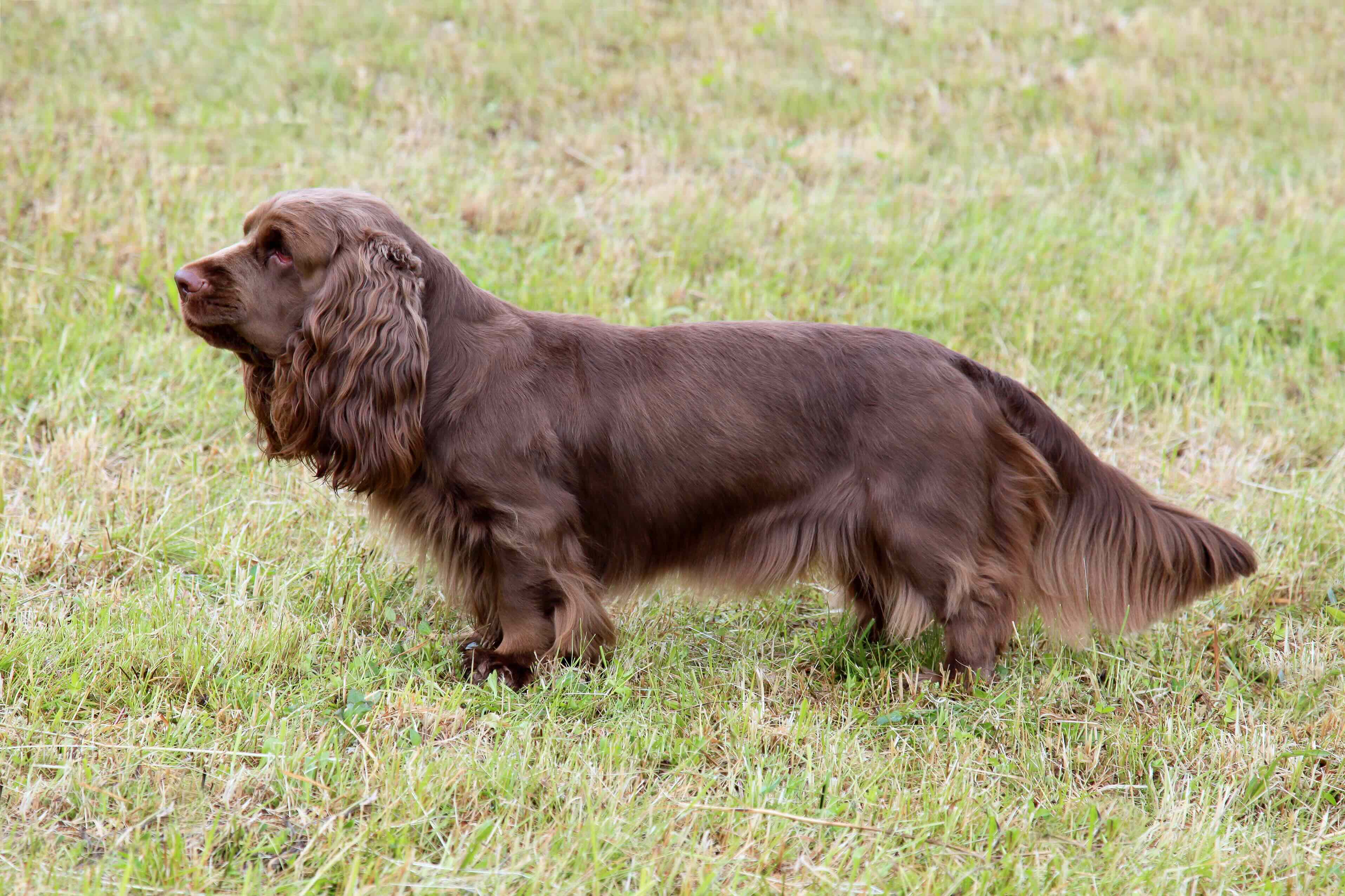 a sussex spaniel viewed from the side