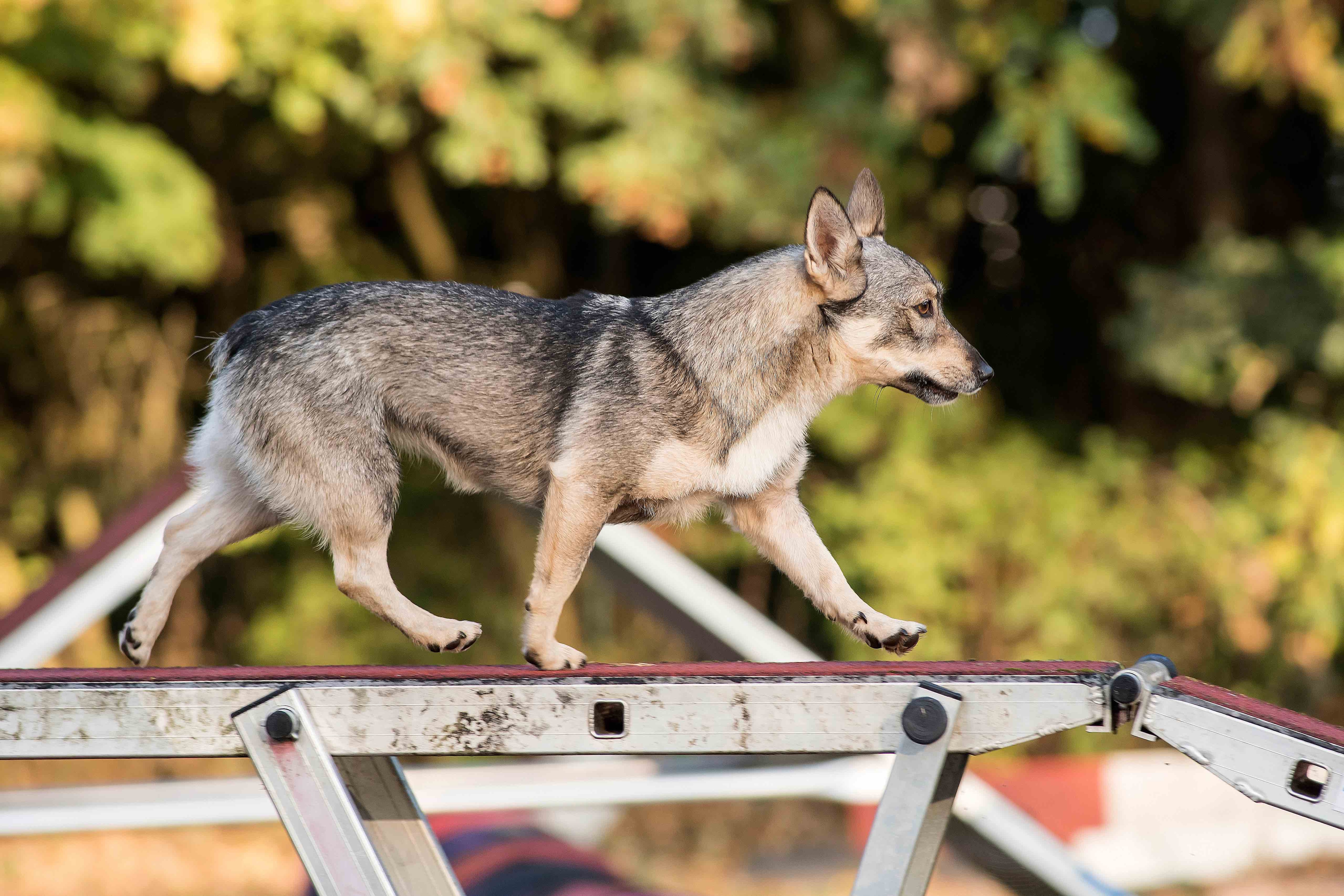 swedish vallhund walking across an agility course obstacle