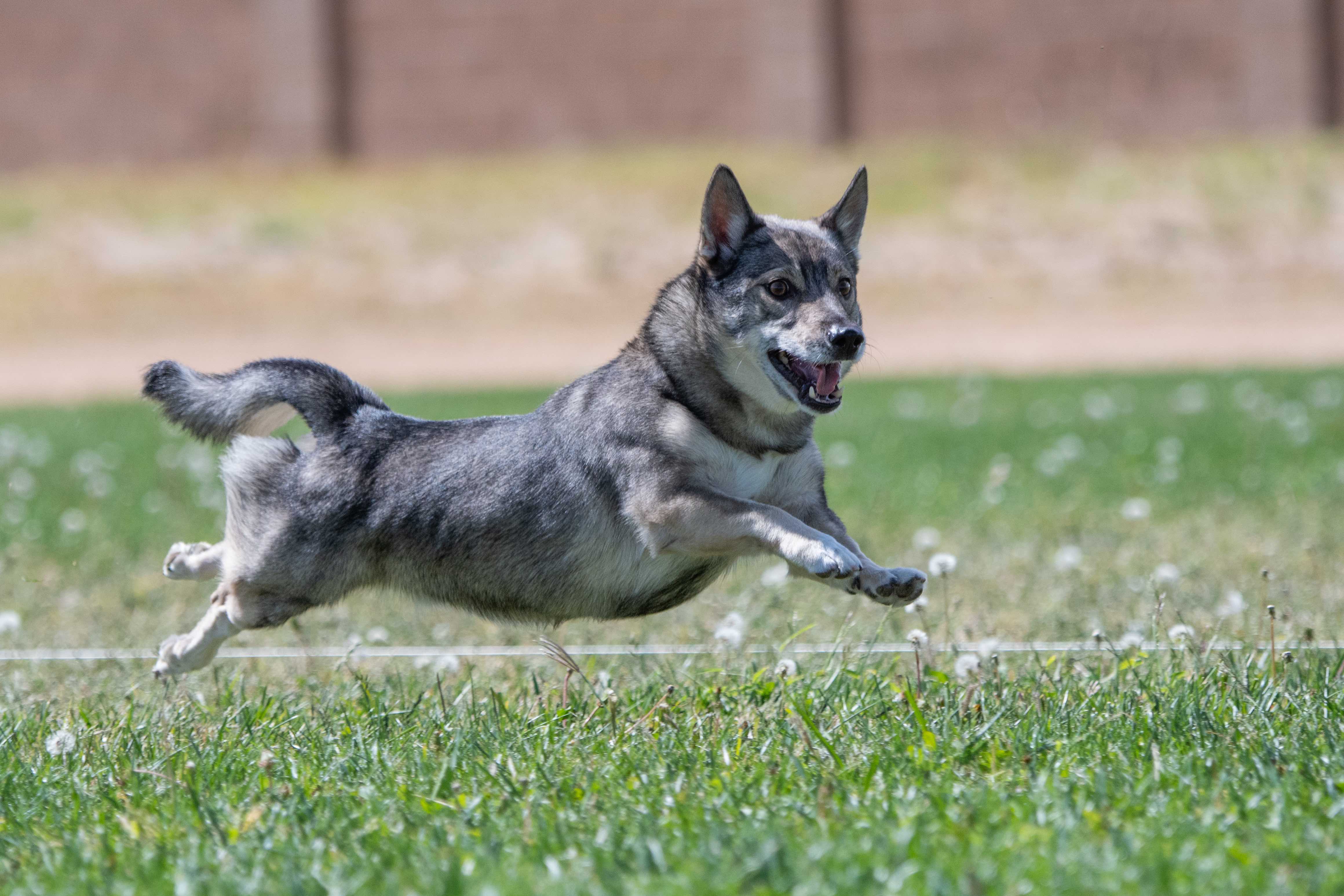 swedish vallhund dog running with no feet on the grass below