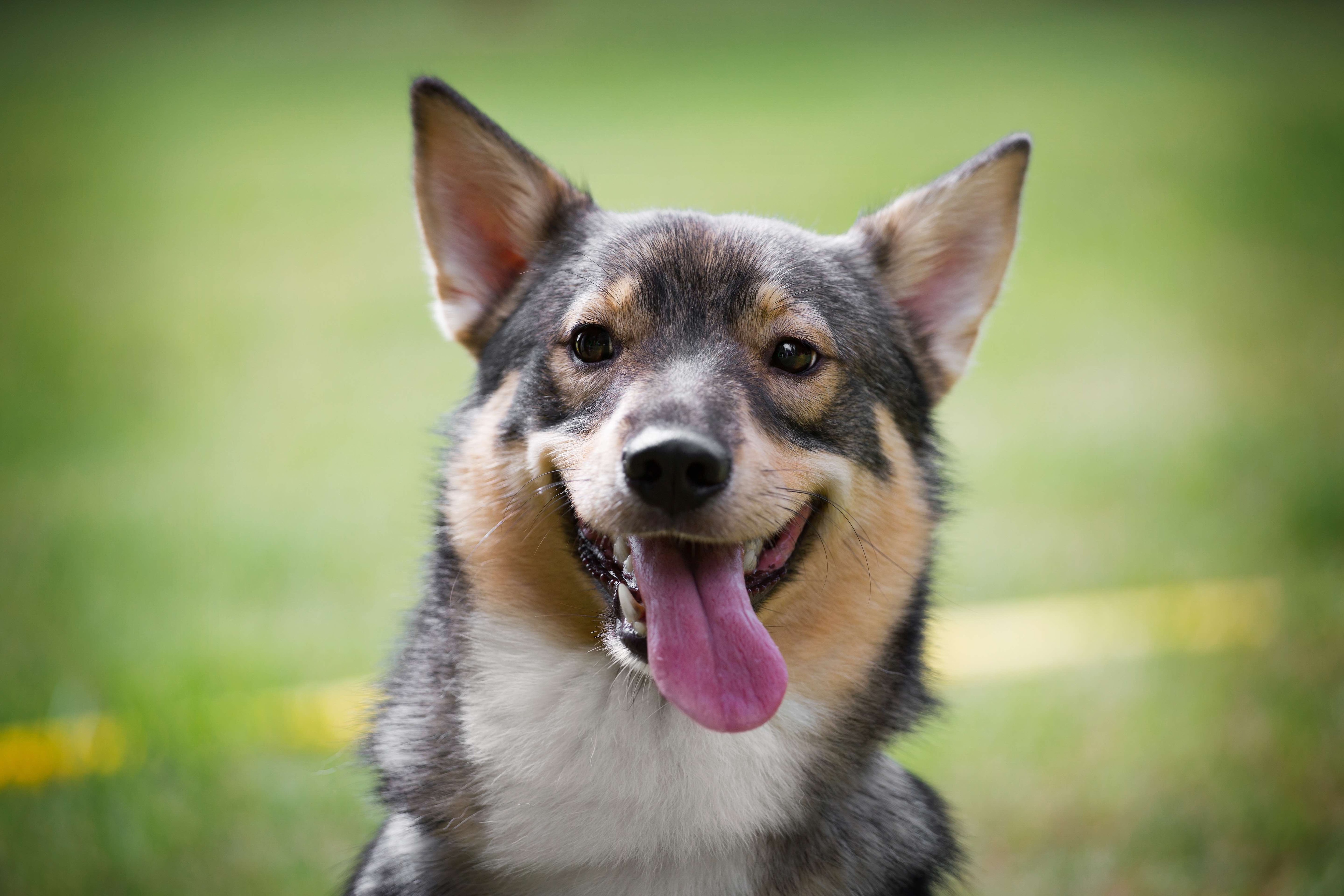 close-up of a swedish vallhund's face, who is smiling with his tongue out