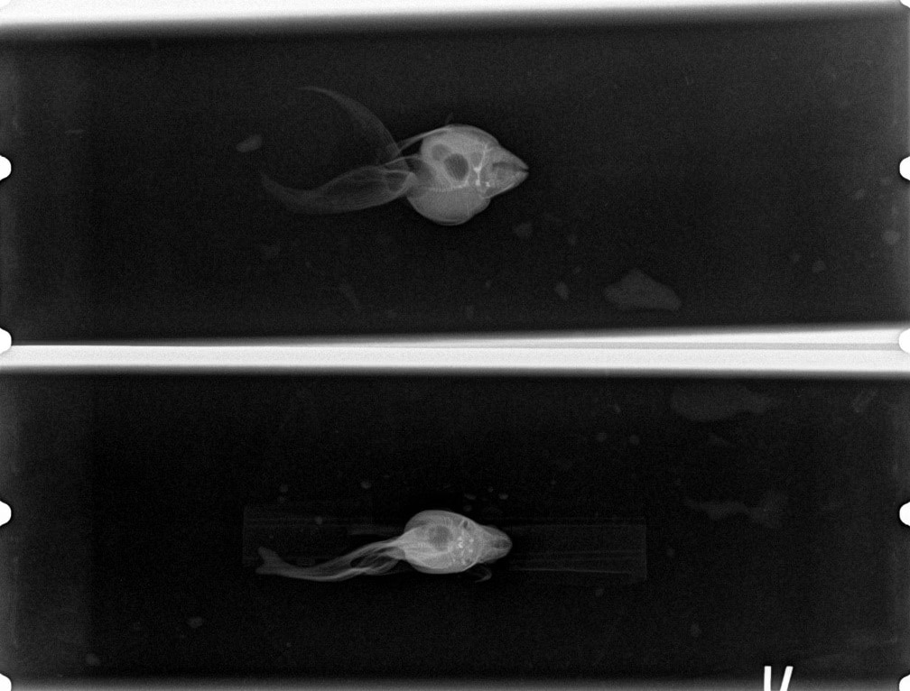 x-ray of a goldfish with a swim bladder disorder