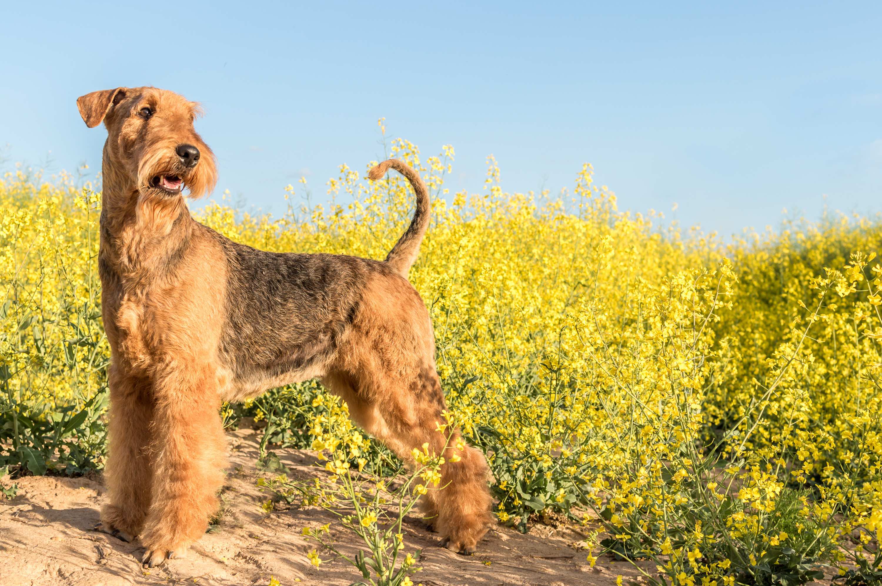 Large breed shop terrier dogs