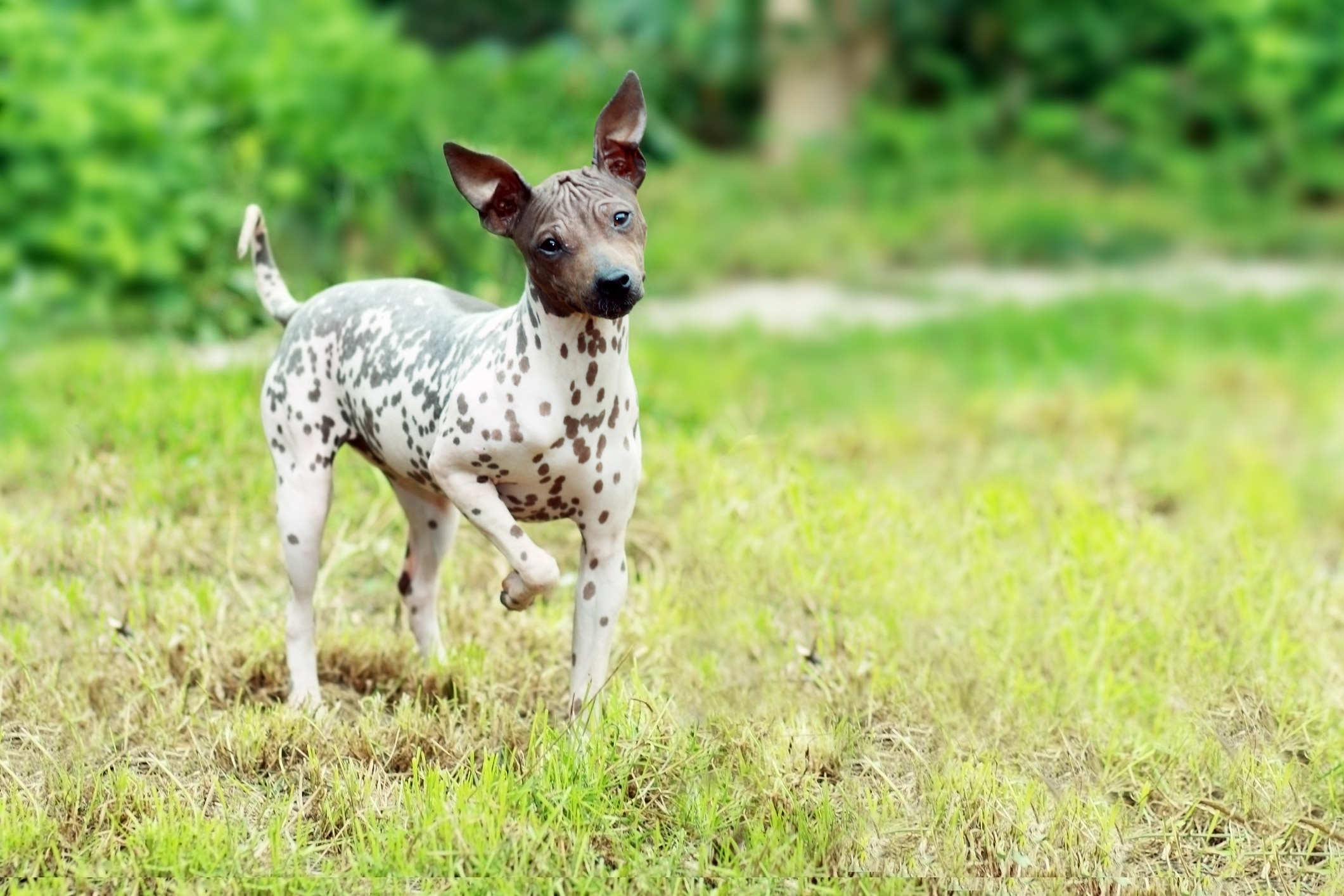 speckled american hairless terrier standing in grass