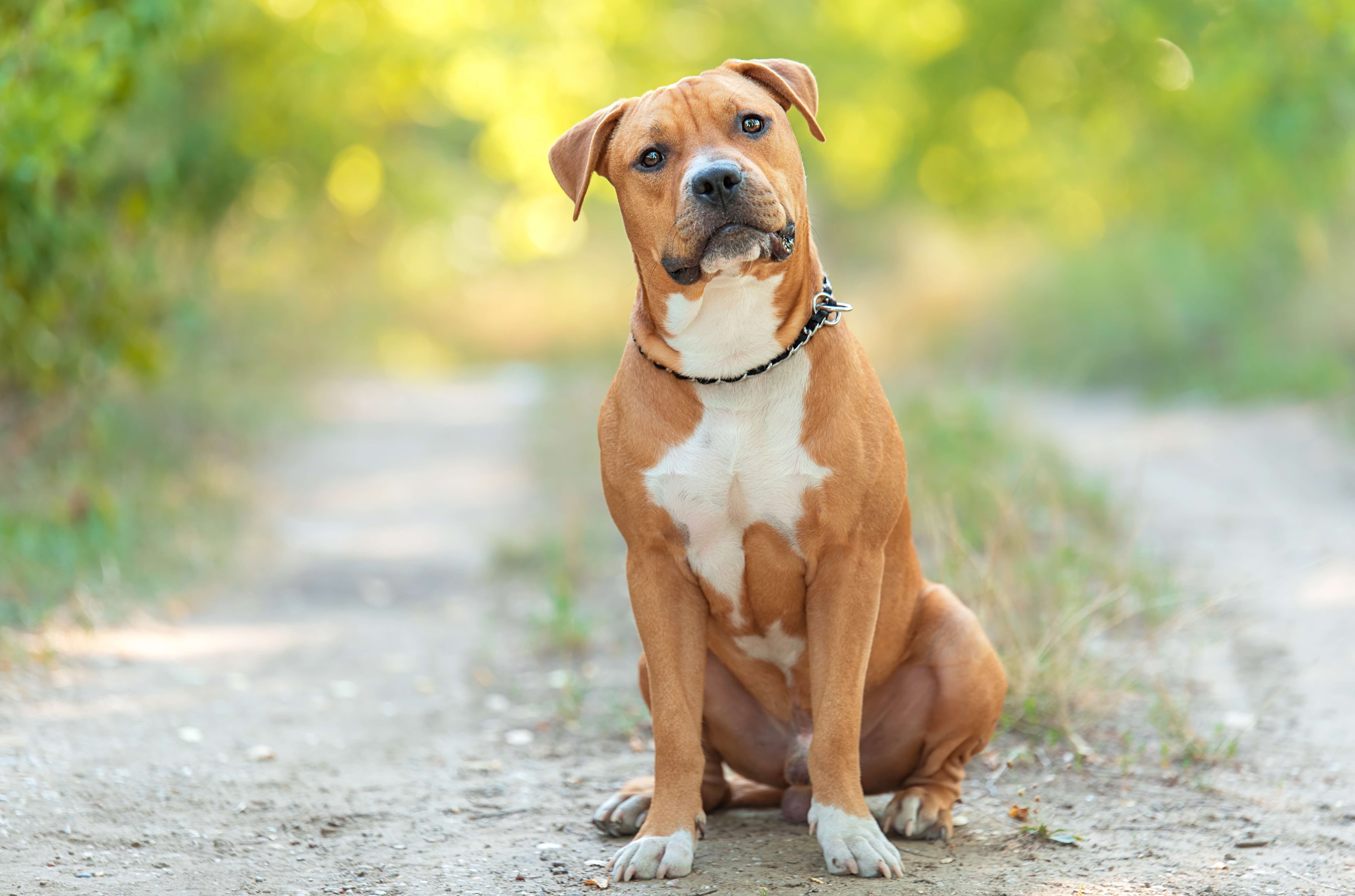 tan and white american staffordshire terrier sitting