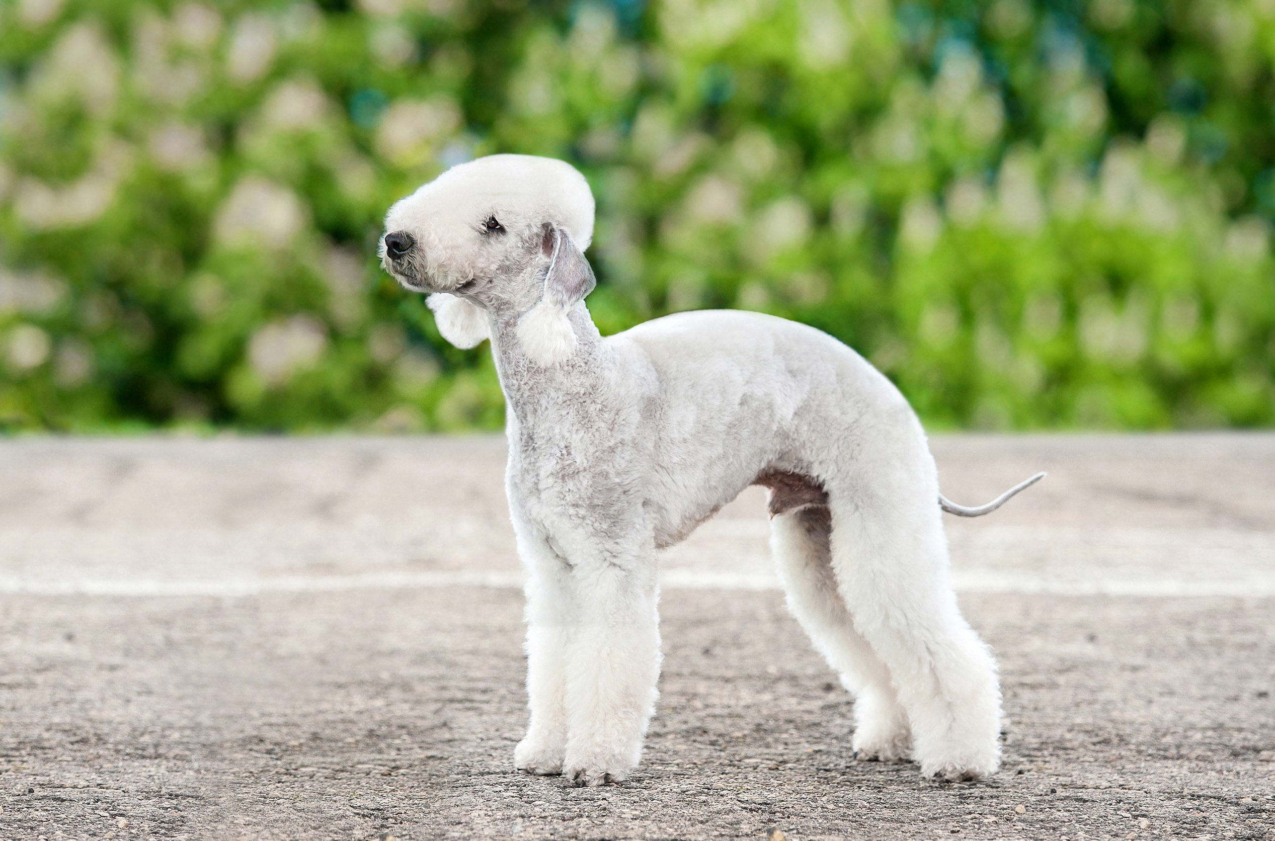 white bedlington terrier standing and looking up