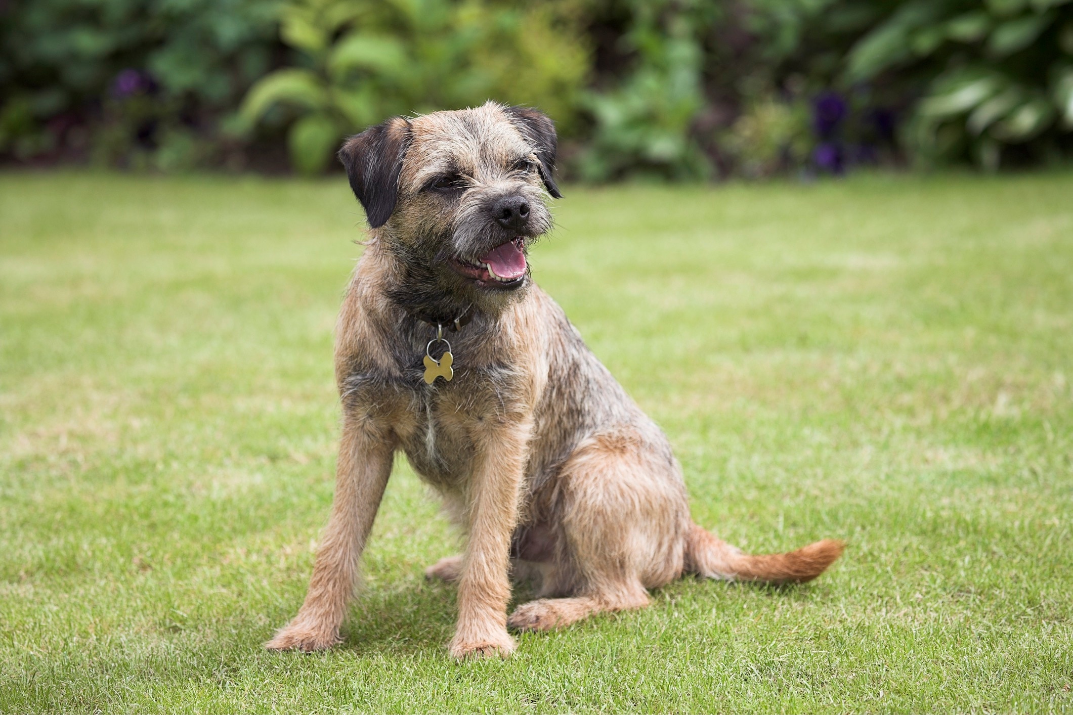 Big hotsell terrier dogs