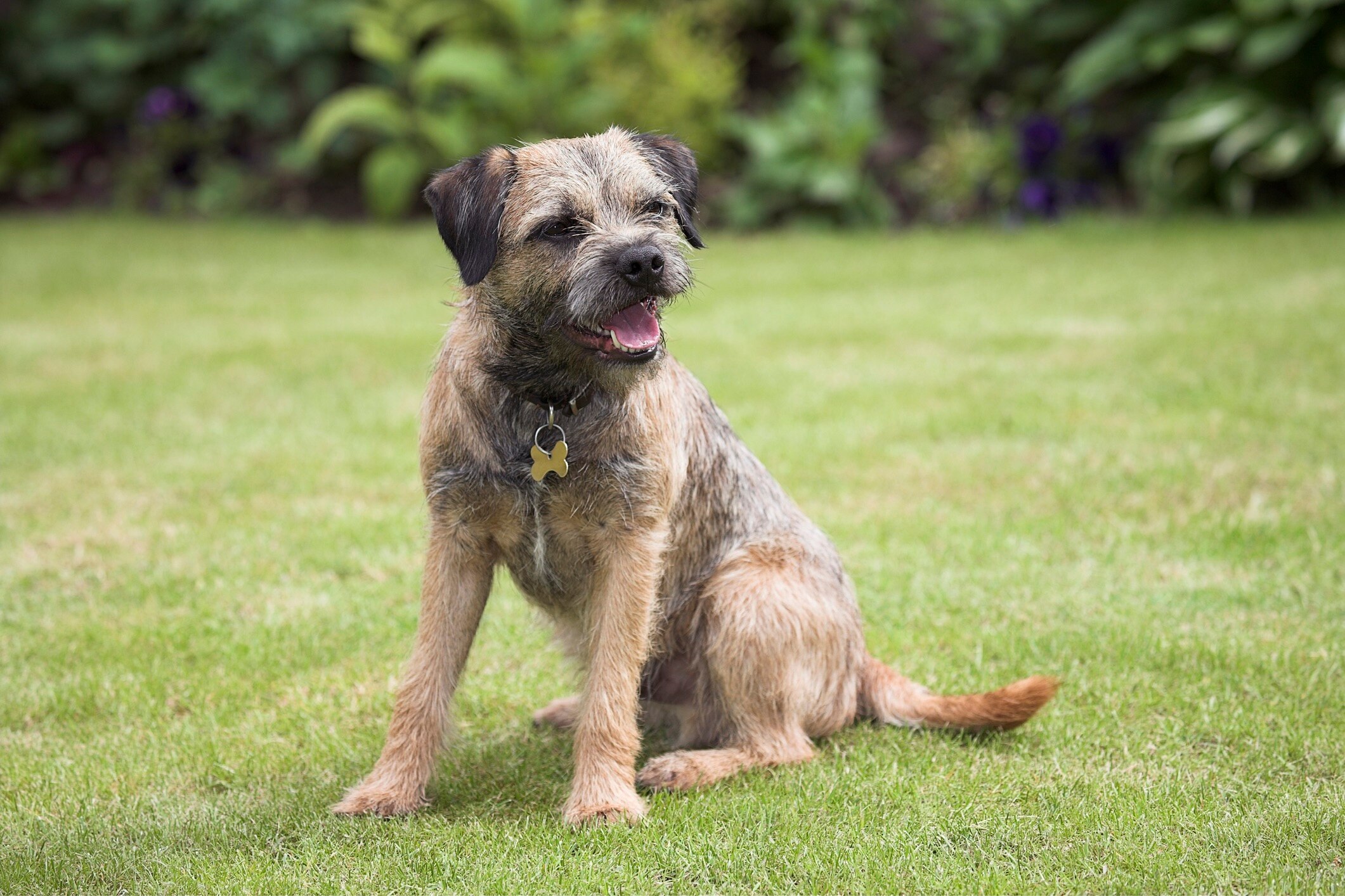 22 Terrier Dog Breeds PetMD 22 Terrier Dog Breeds PetMD