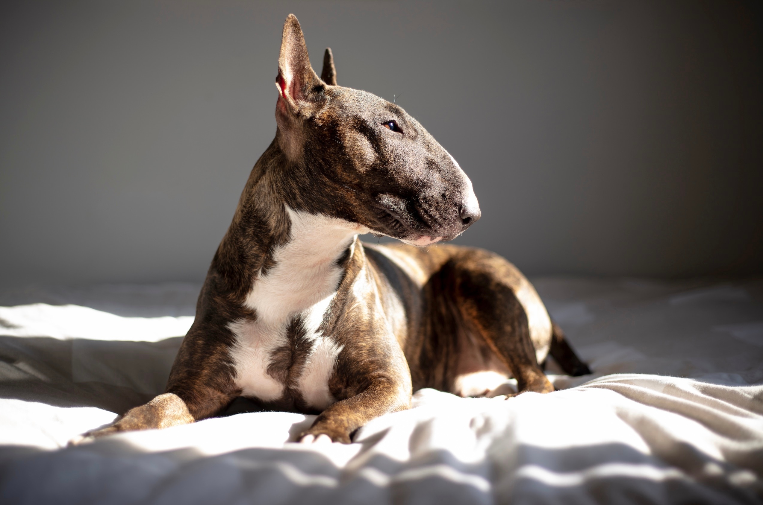 brown brindle bull terrier lying on a bed and looking to the side