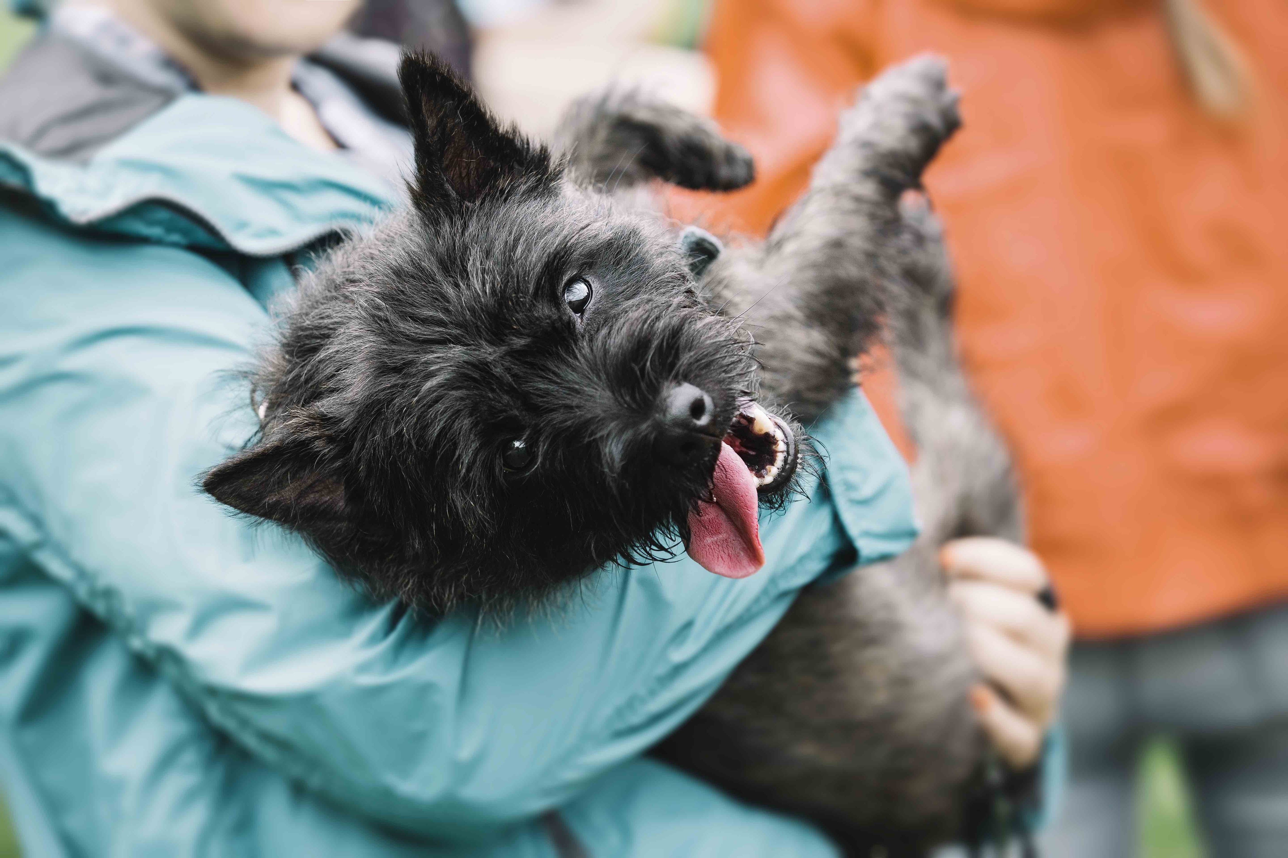 person holding a black cairn terrier