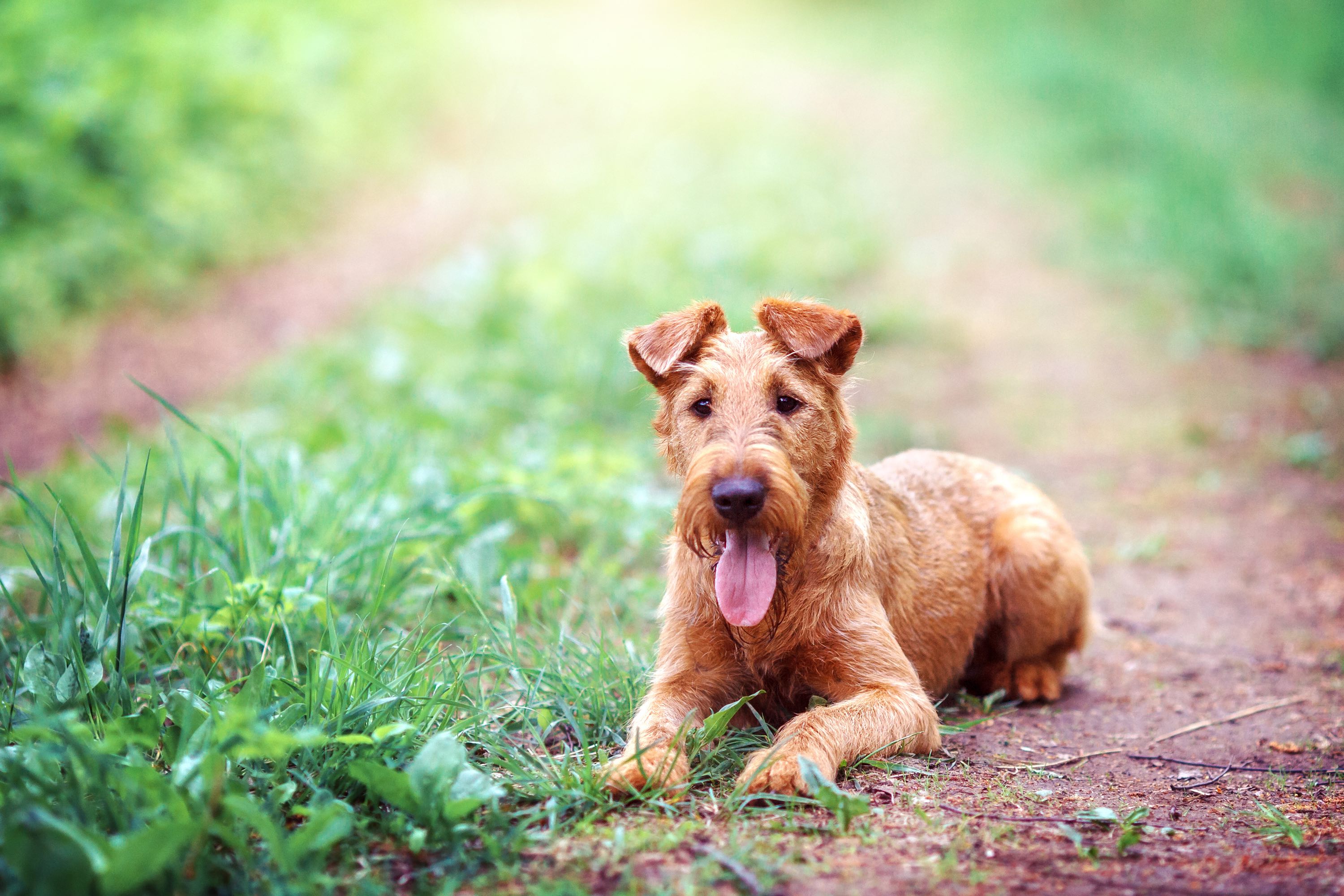 red irish terrier lying on a path outside