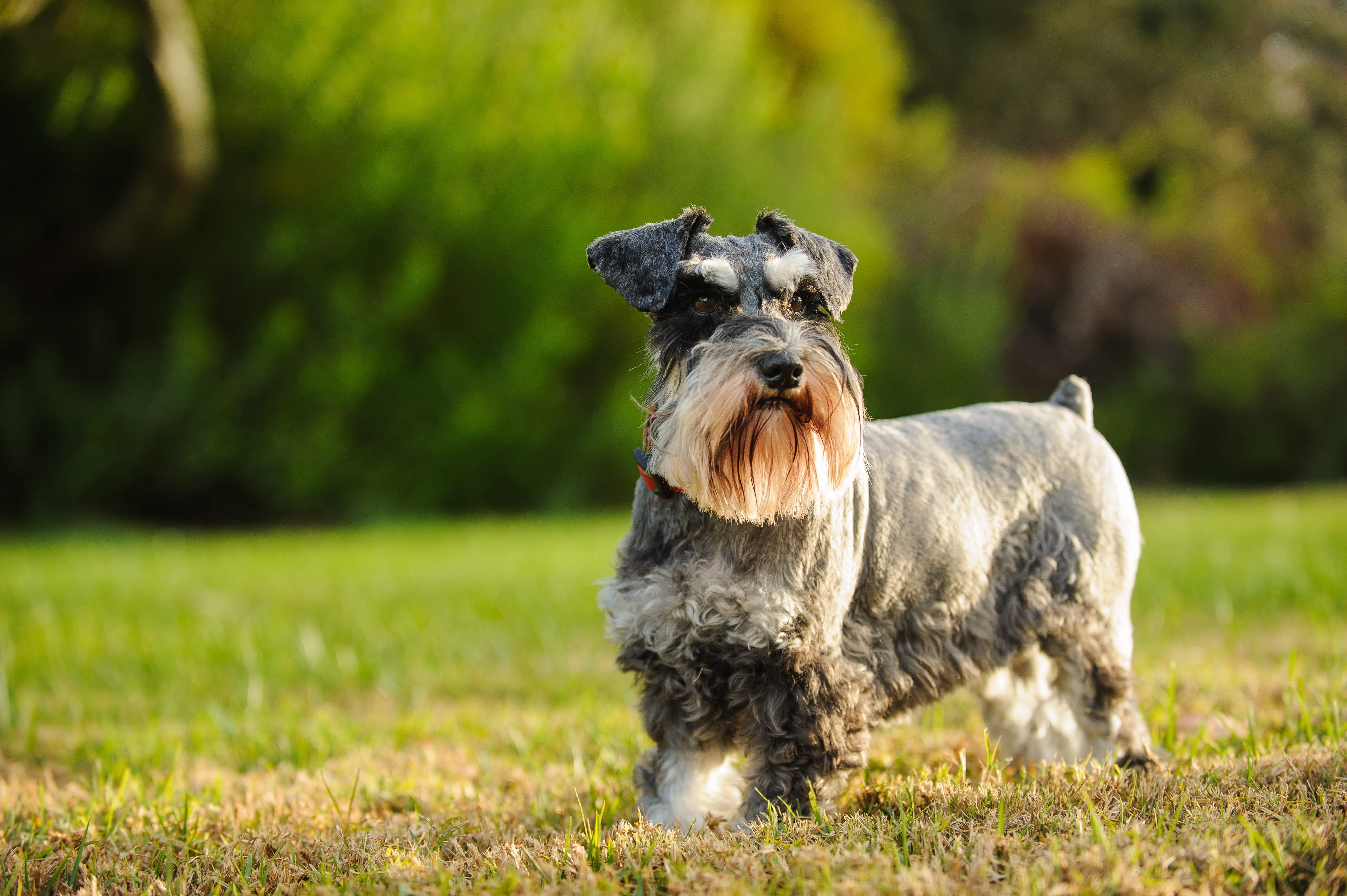 salt and pepper miniature schnauzer