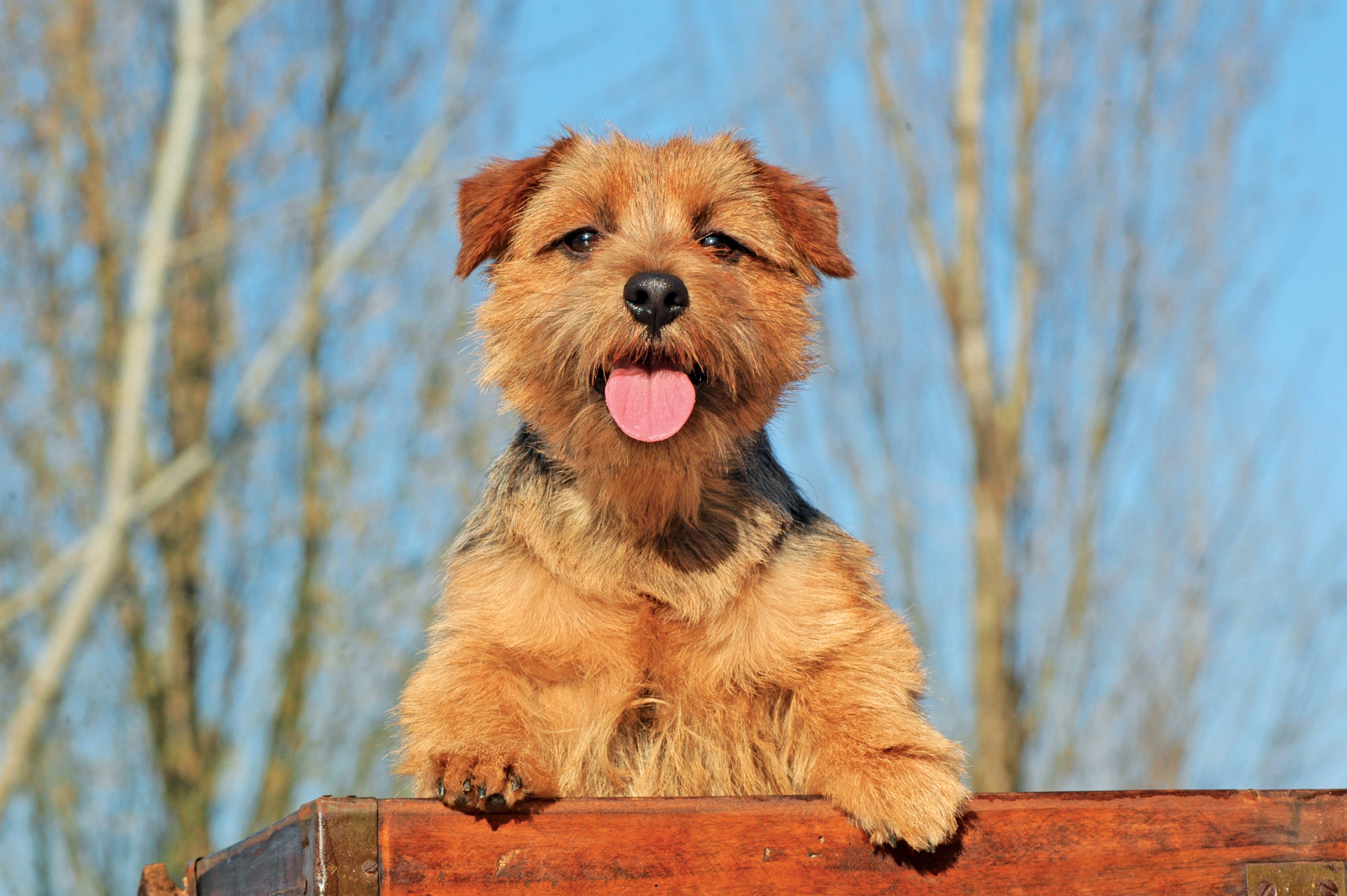 Small sales terrier dogs