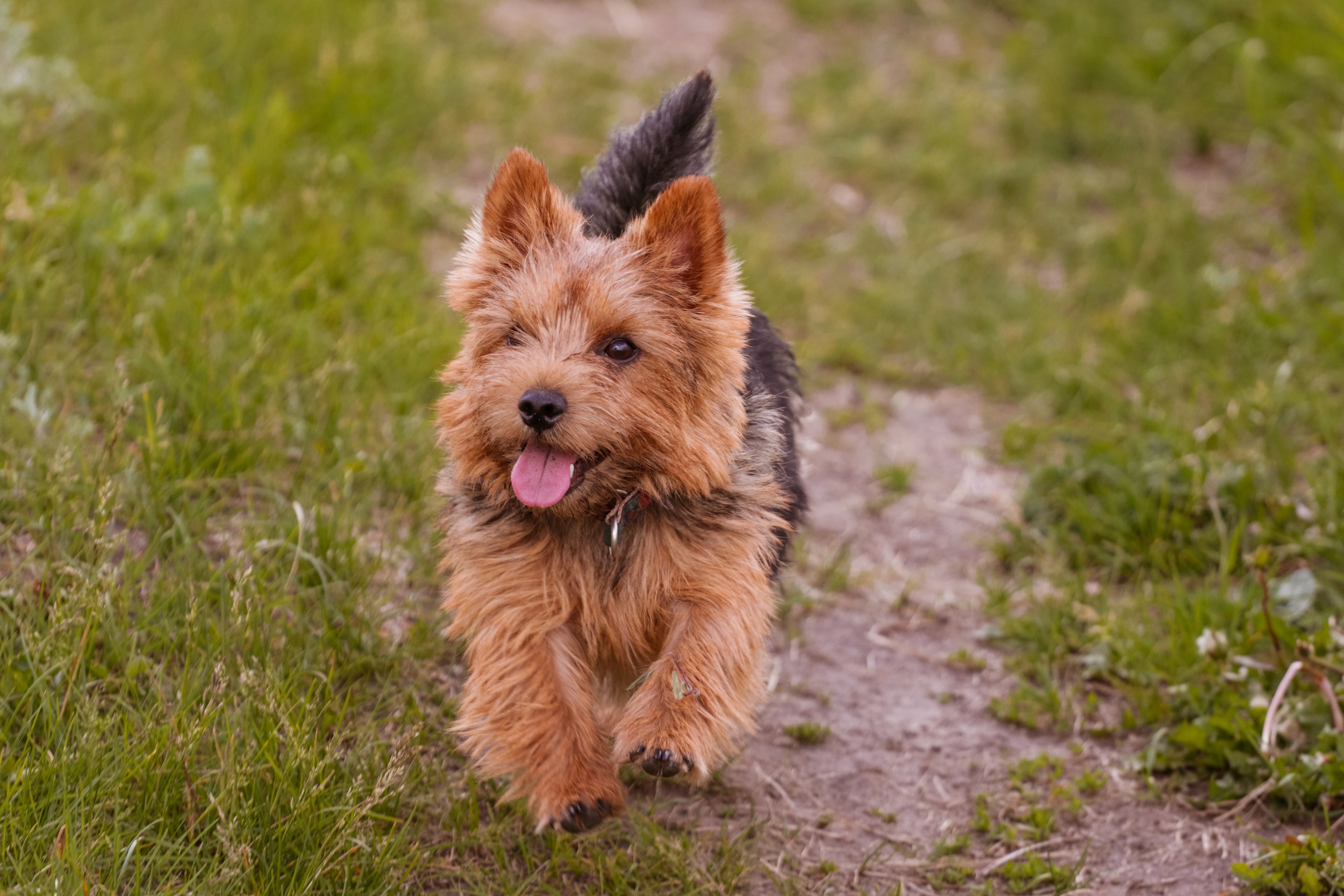 Working terrier best sale representative species