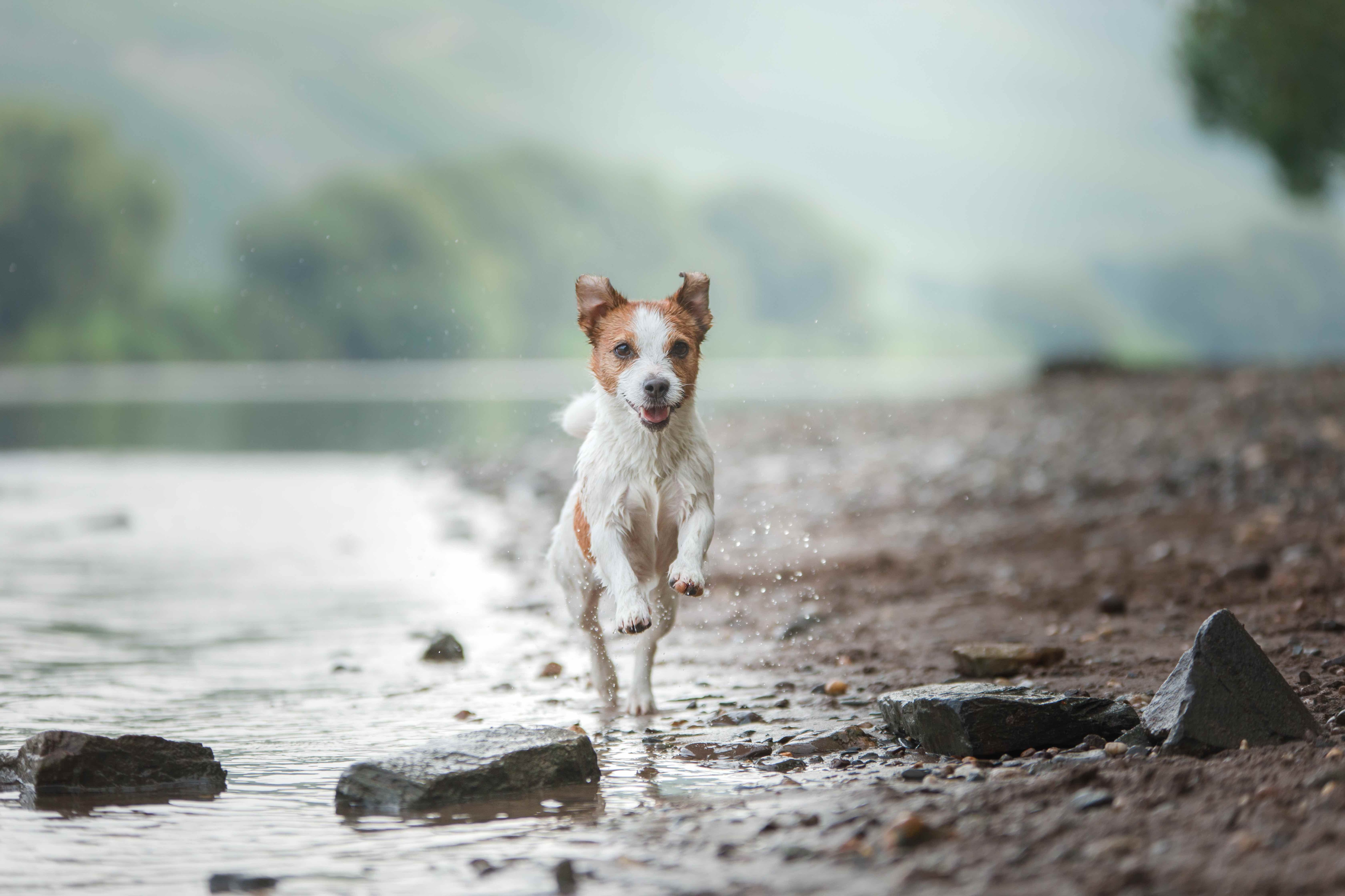 parson russell terrier running through a gray beach