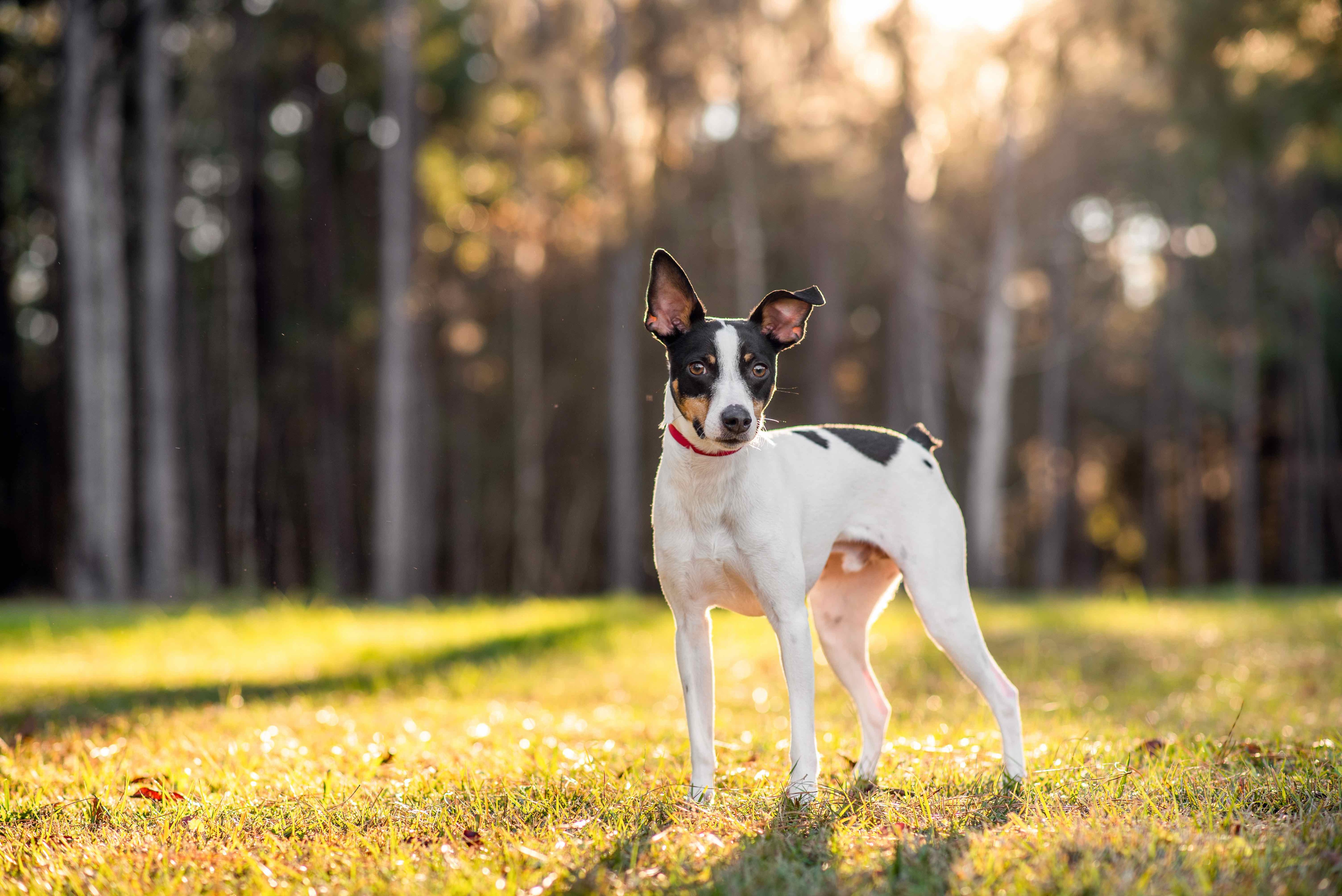 tricolor rat terrier standing outside