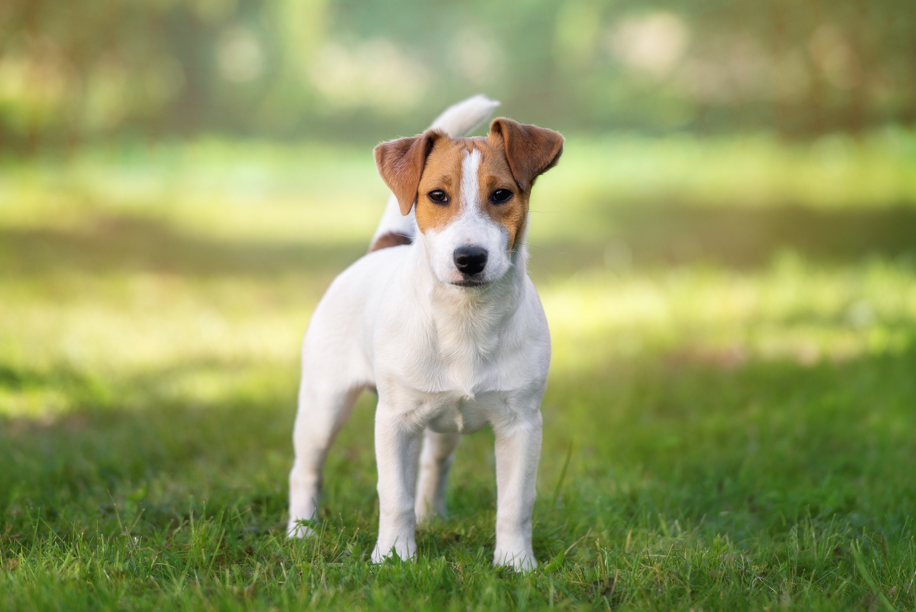 young russell terrier standing in grass