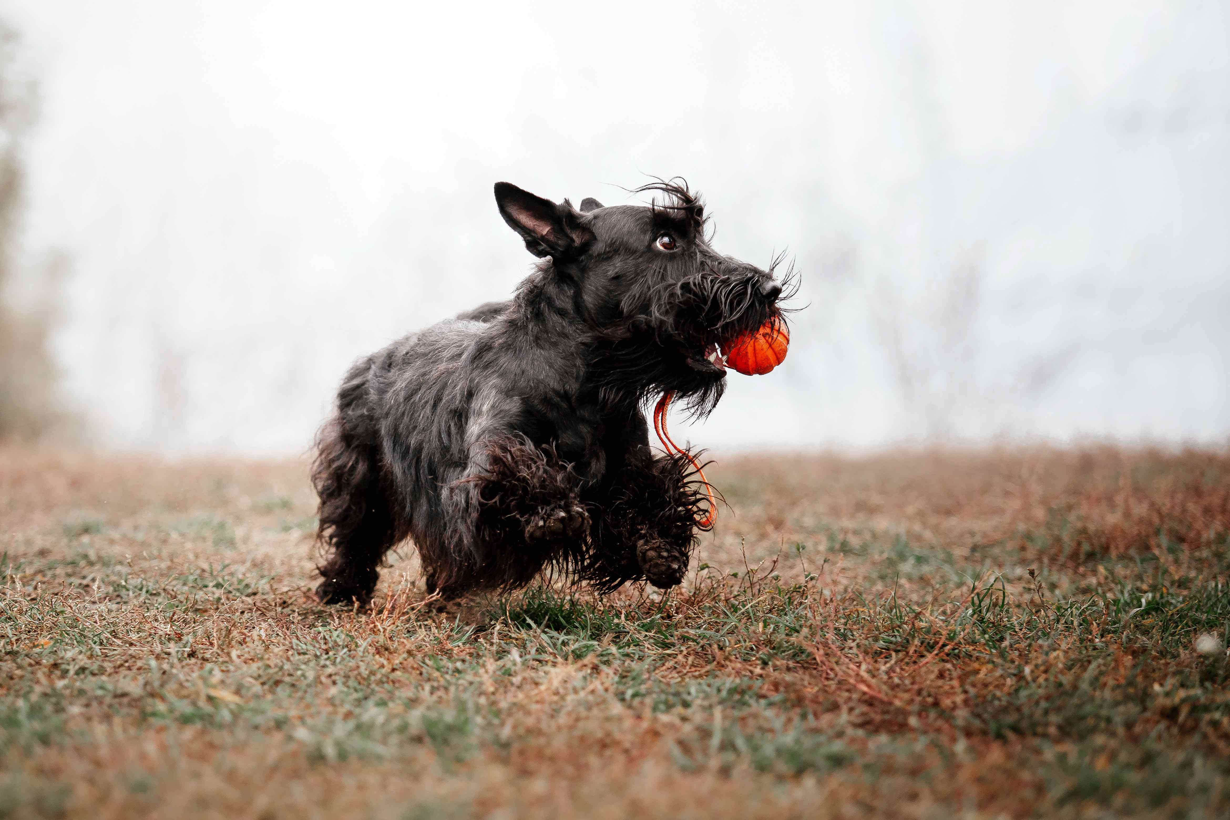 black scottish terrier running with a red ball in his mouth