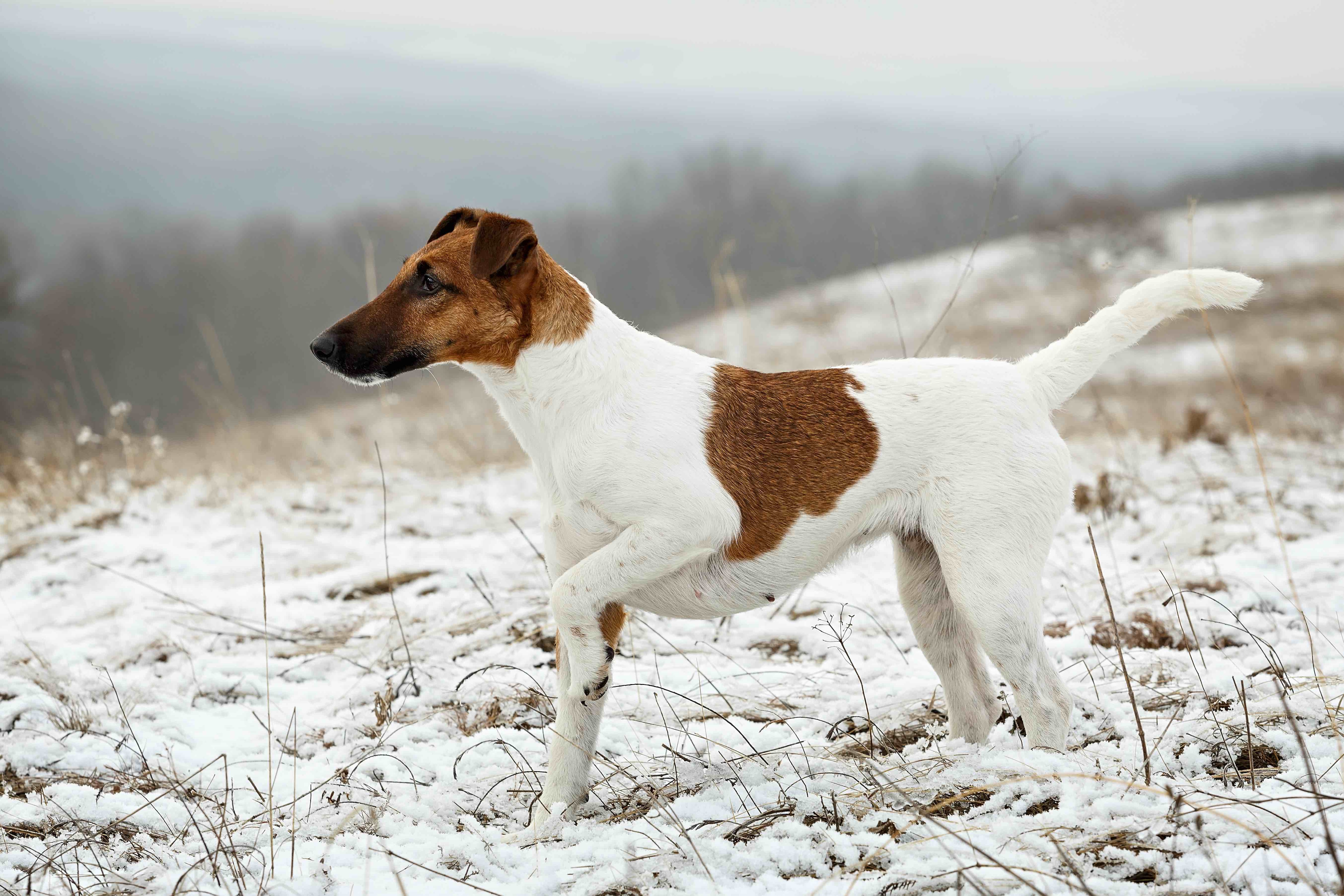 smooth fox terrier pointing in the snow