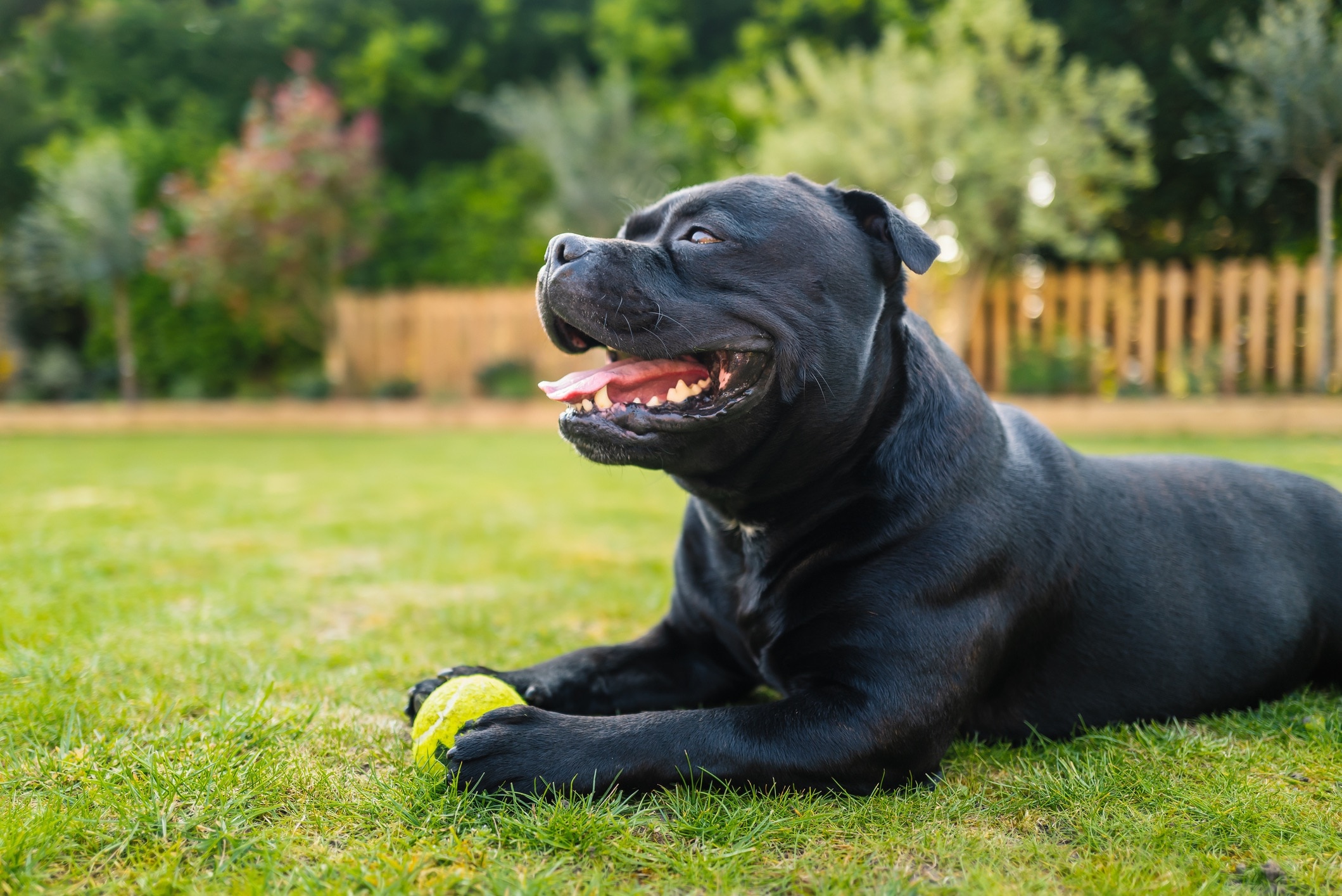 black staffordshire bull terrier lying in grass with a tennis ball