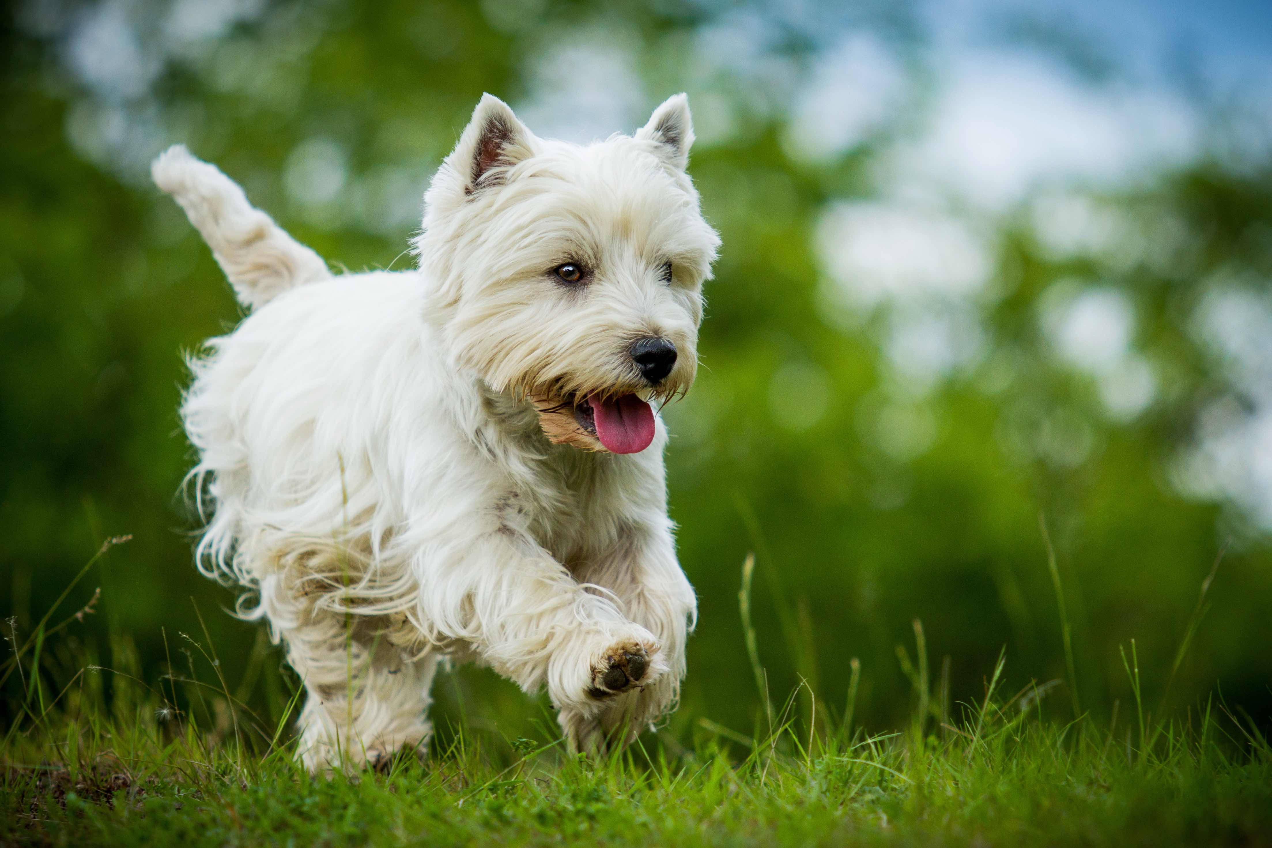 westie running through grass