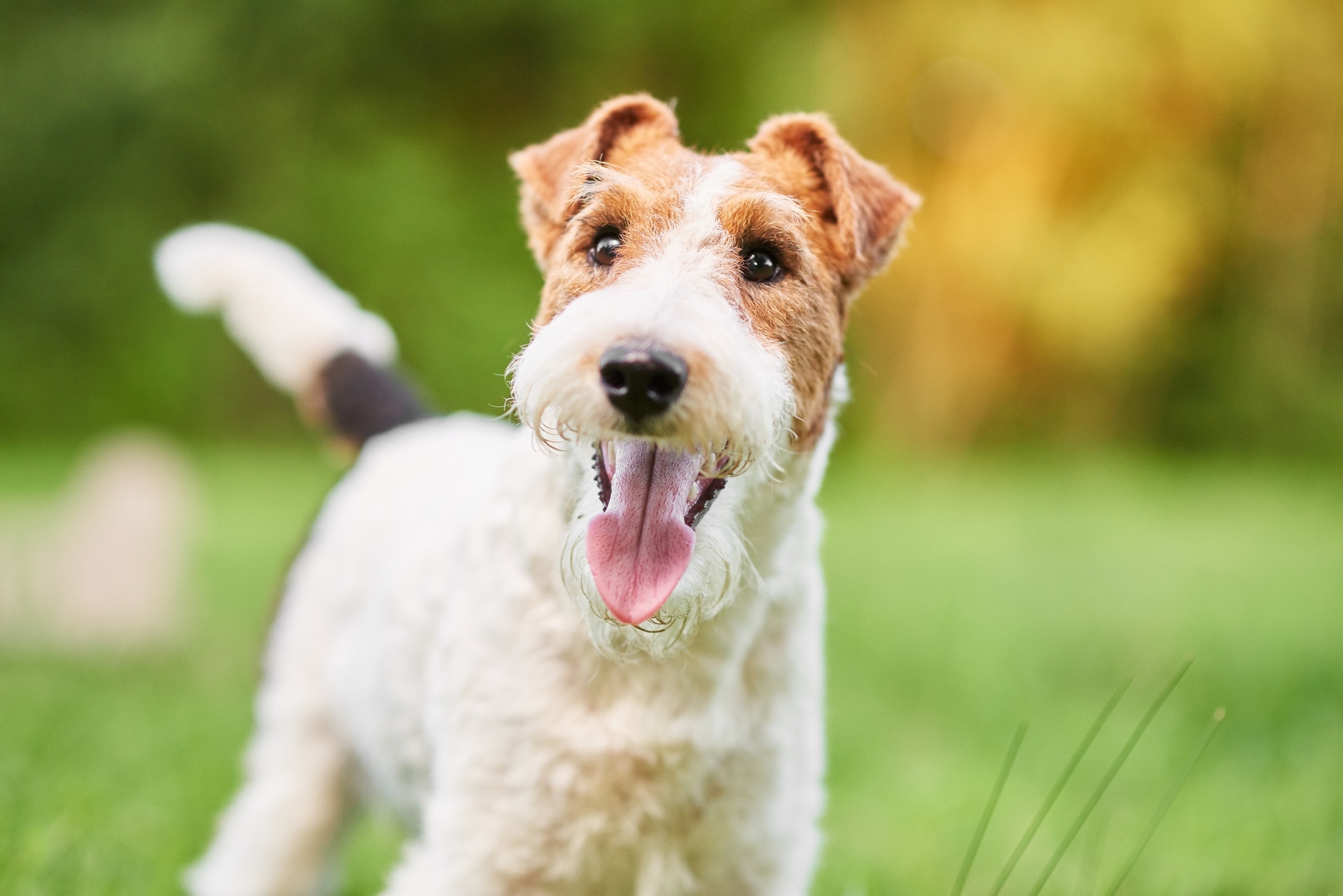 wire fox terrier smiling