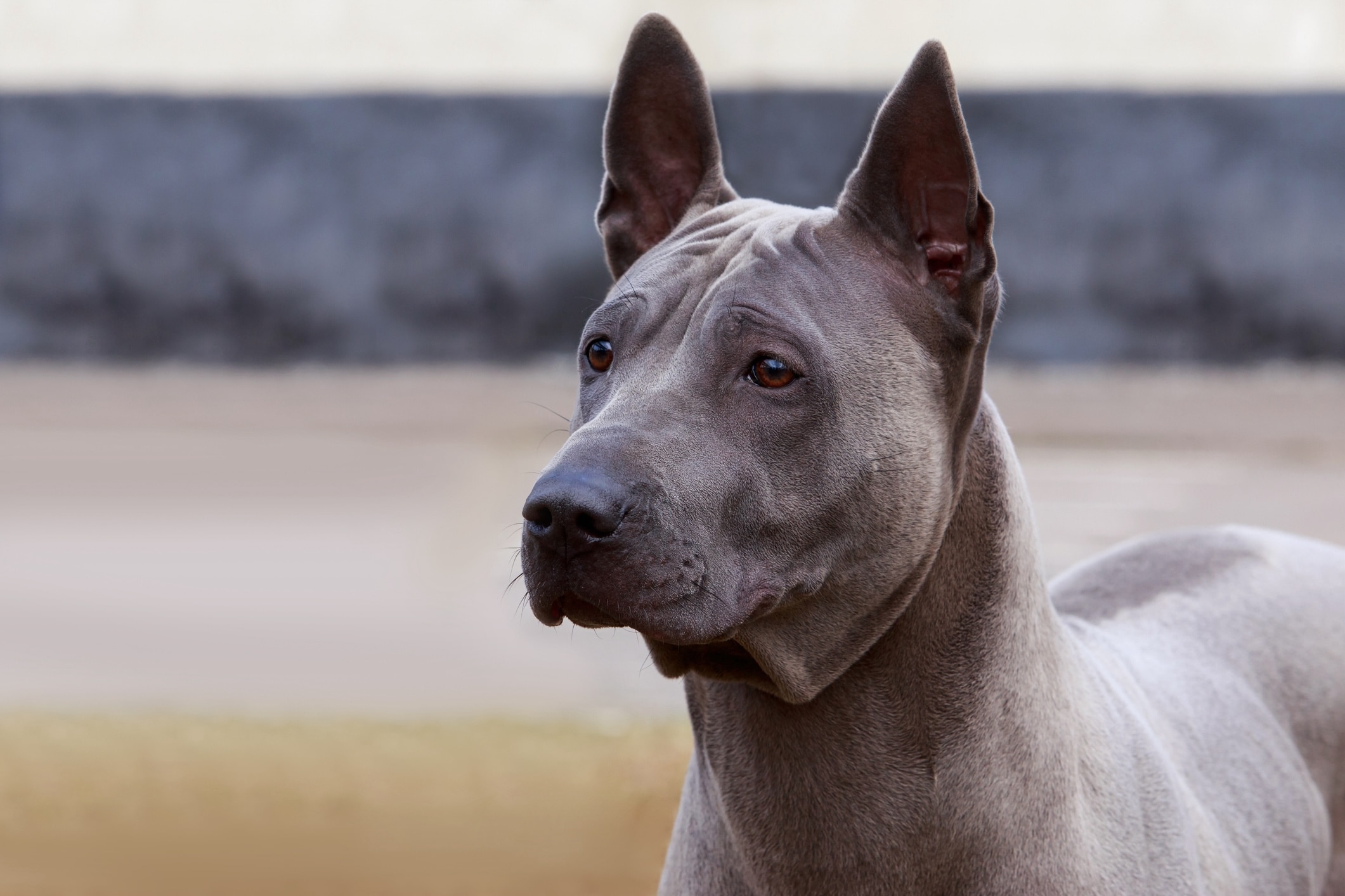 close-up of a silver thai ridgeback's face