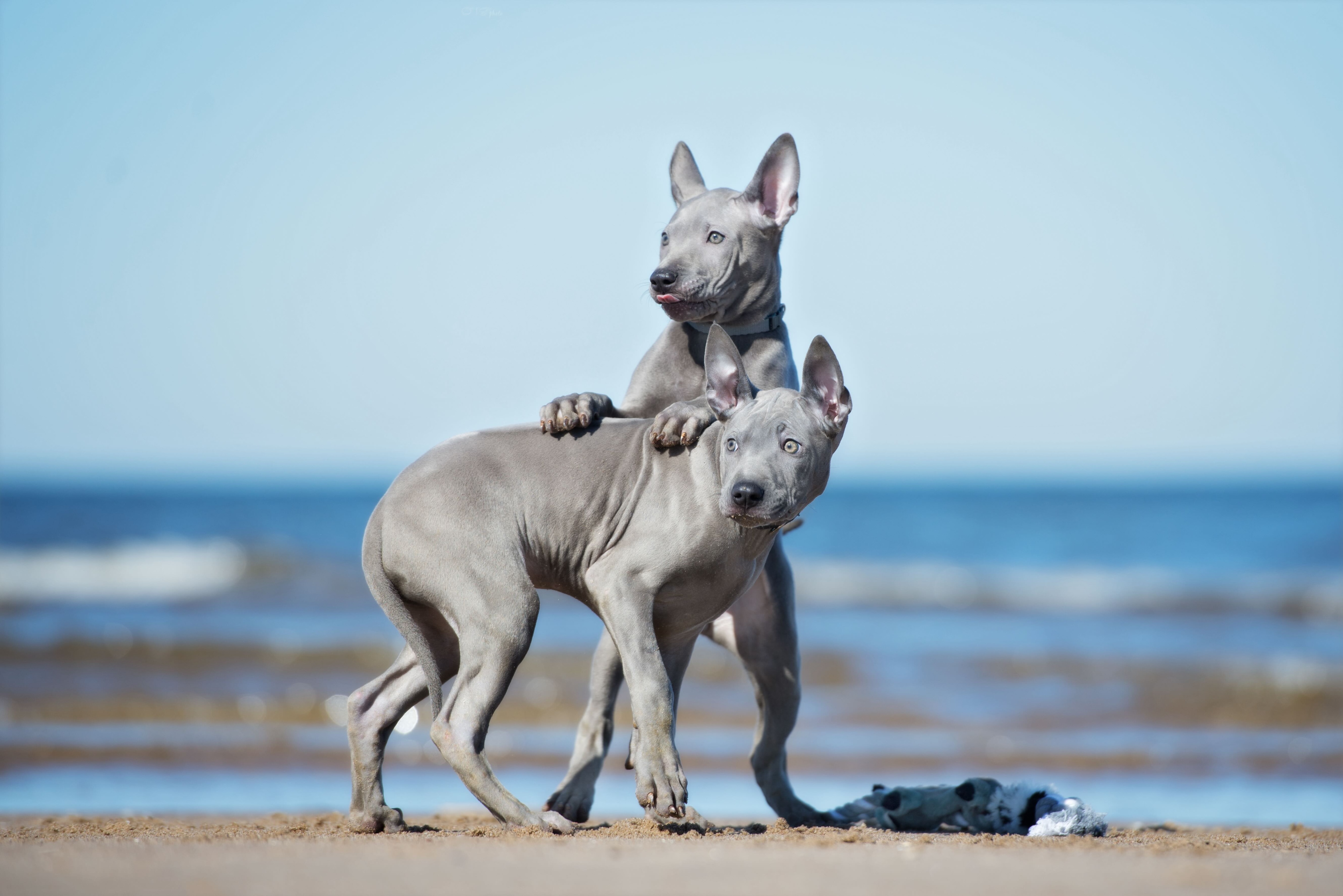 two silver thai ridgeback puppies on a beach