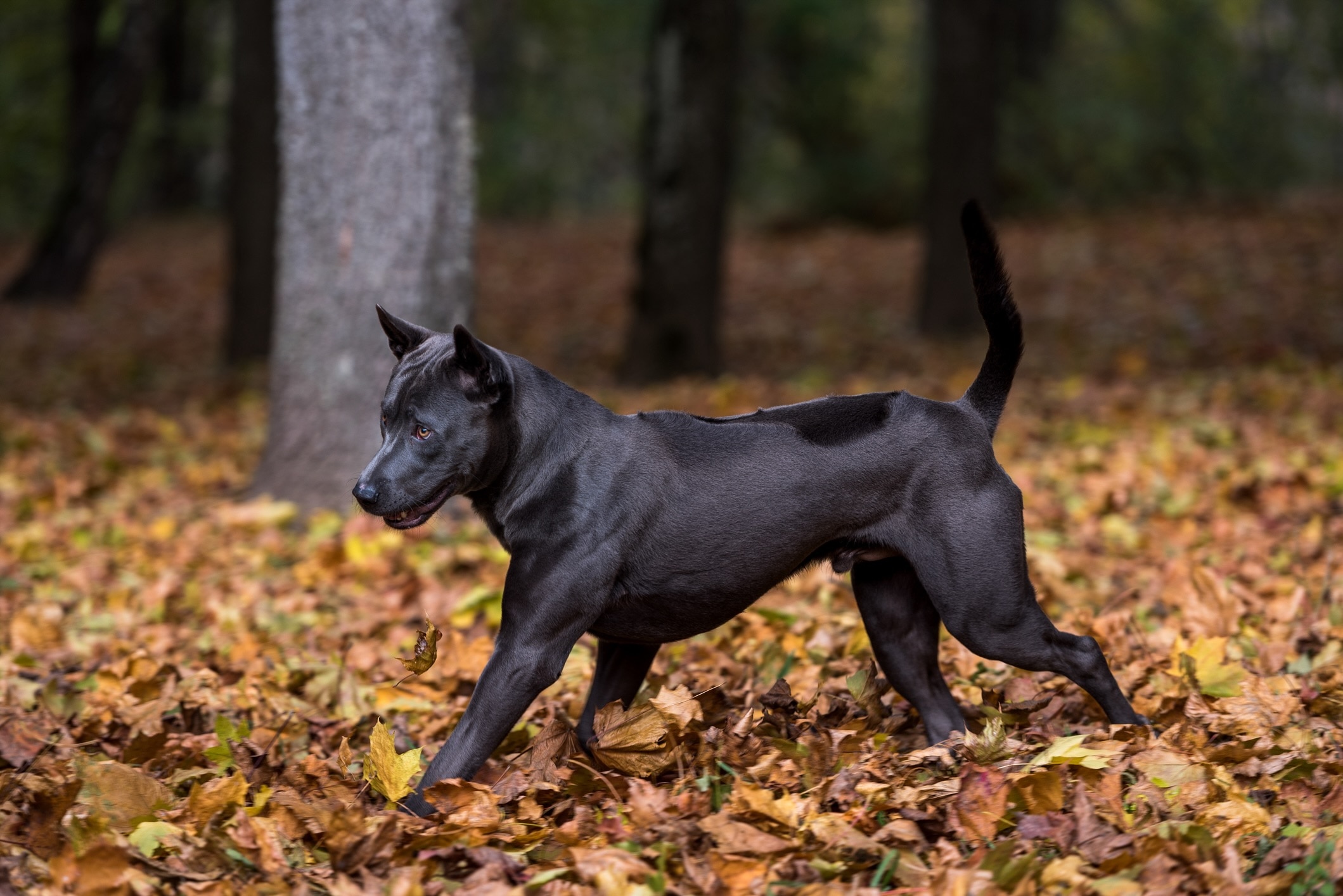 black thai ridgeback walking through autumn leaves