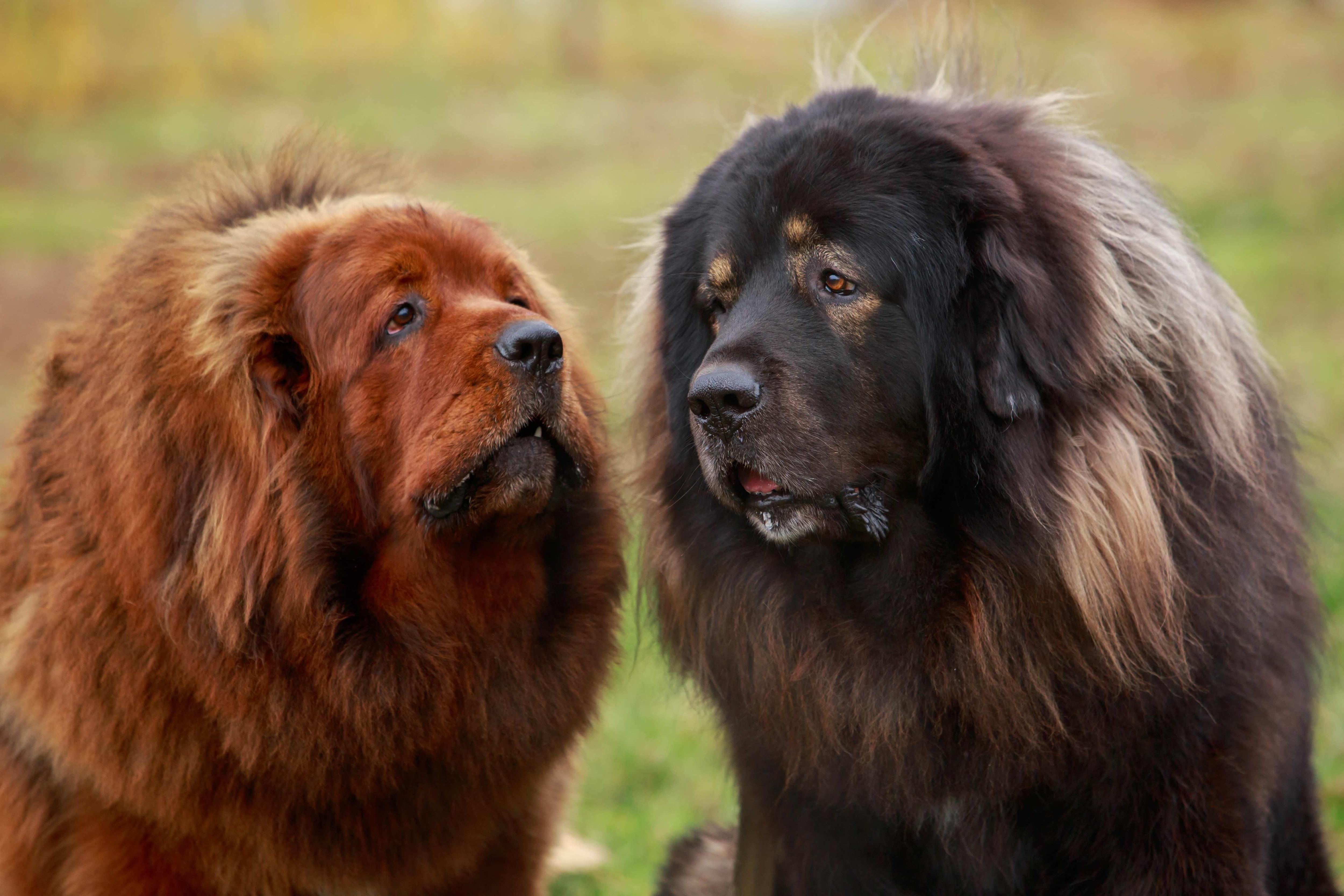 a red tibetan mastiff and a black tibetan mastiff sitting together
