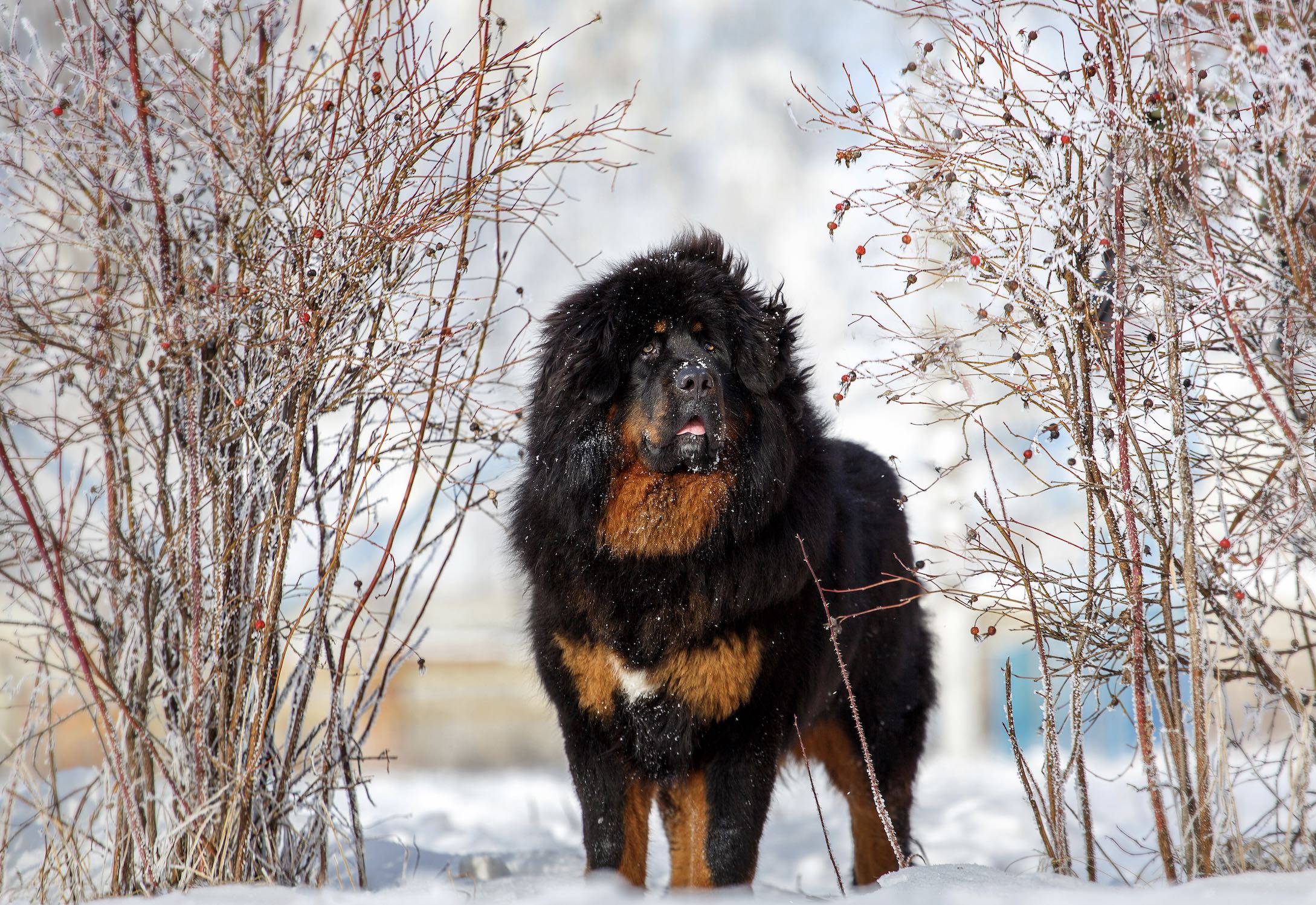 black and tan tibetan mastiff standing in the snow