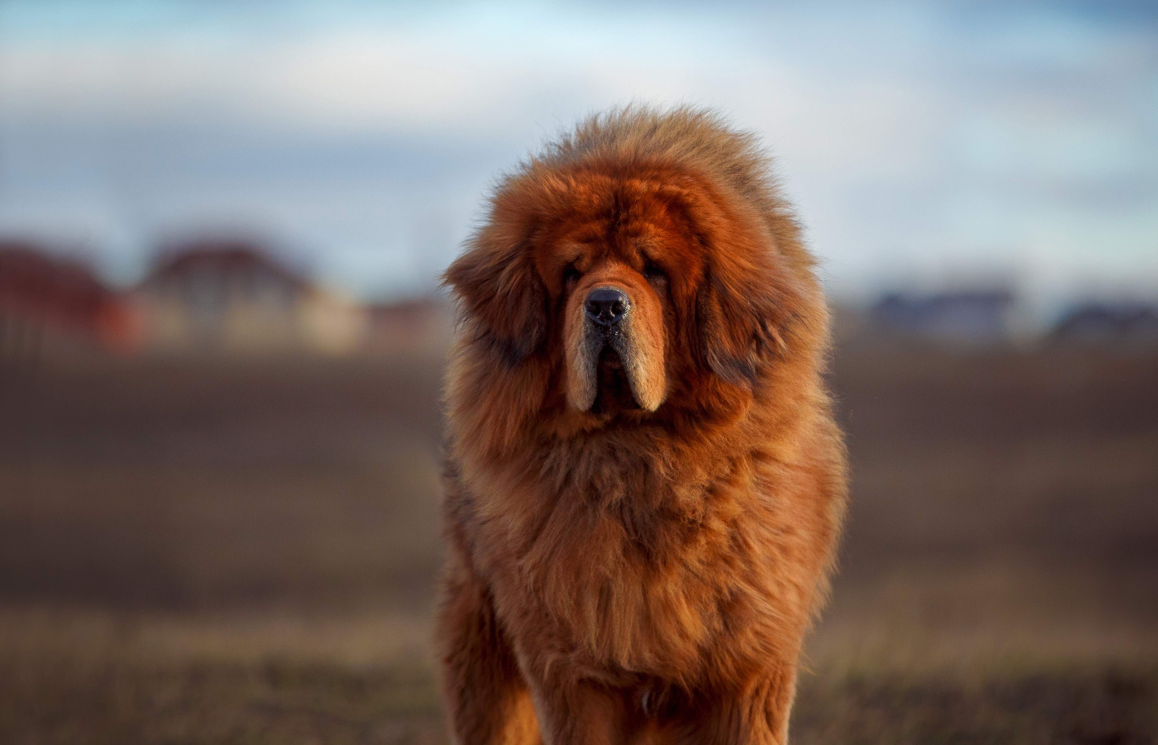 red tibetan mastiff standing and looking at the camera