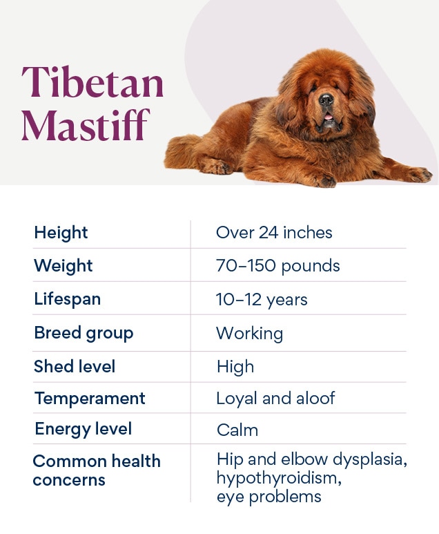 chart depicting a tibetan mastiff's breed characteristics