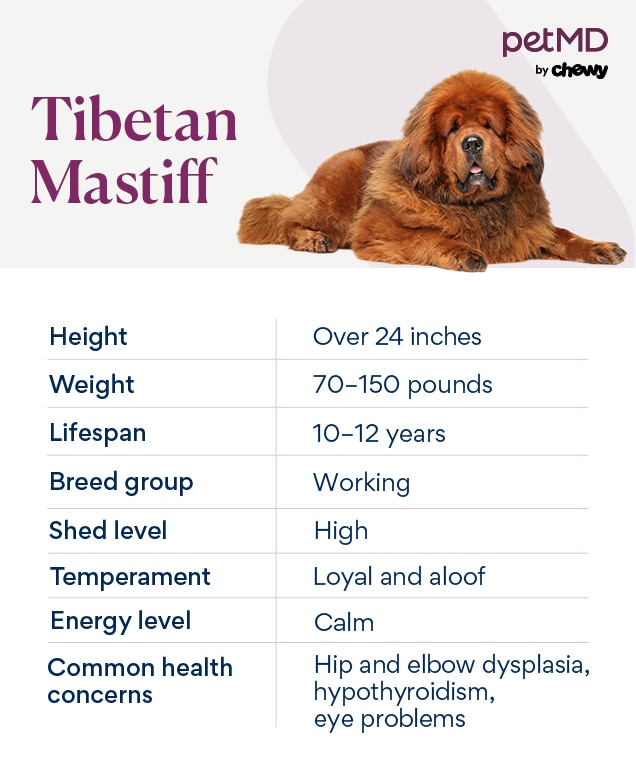 chart depicting a tibetan mastiff's breed characteristics
