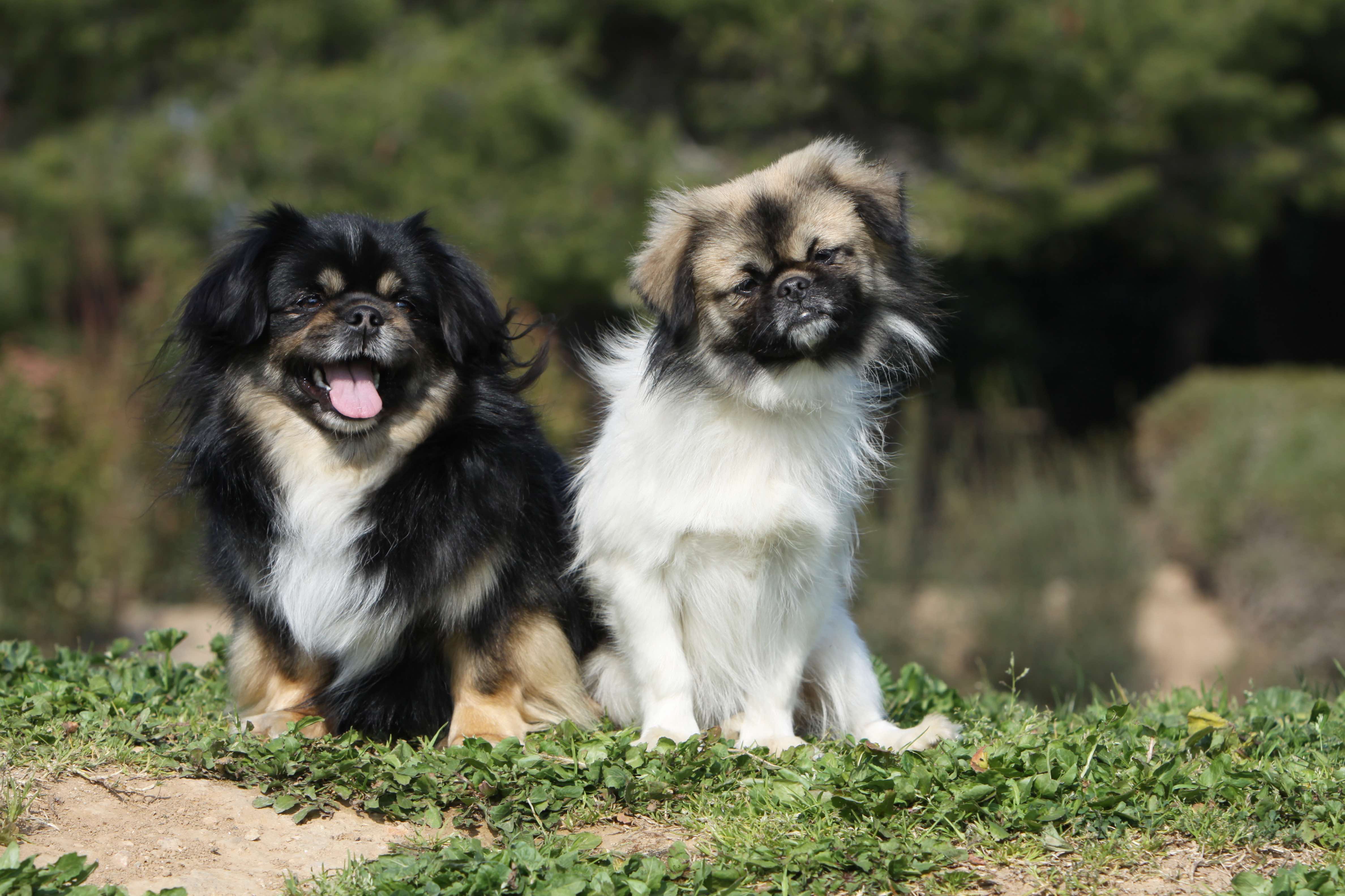 two tibetan spaniel dogs sitting together
